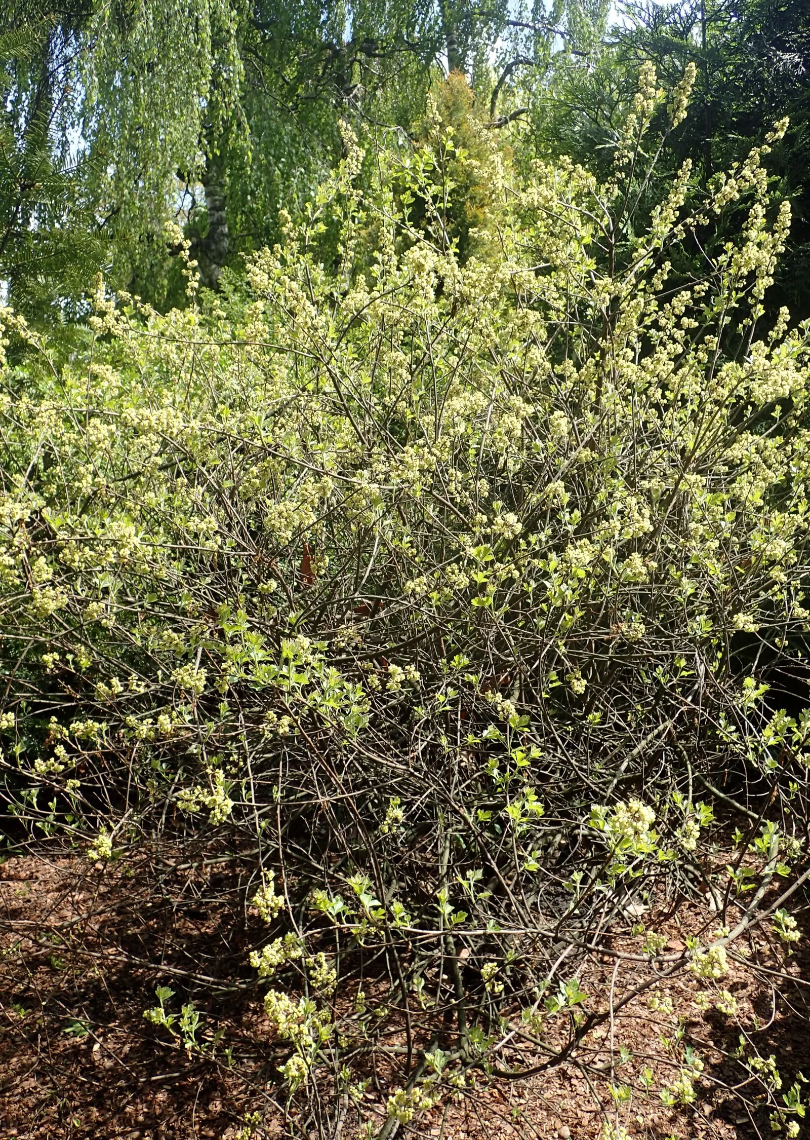 Fragrant Sumac (Rhus Aromatica) — making it ideal for naturalized or erosion-prone areas; it boasts clusters of small yellow flowers in early, image 49