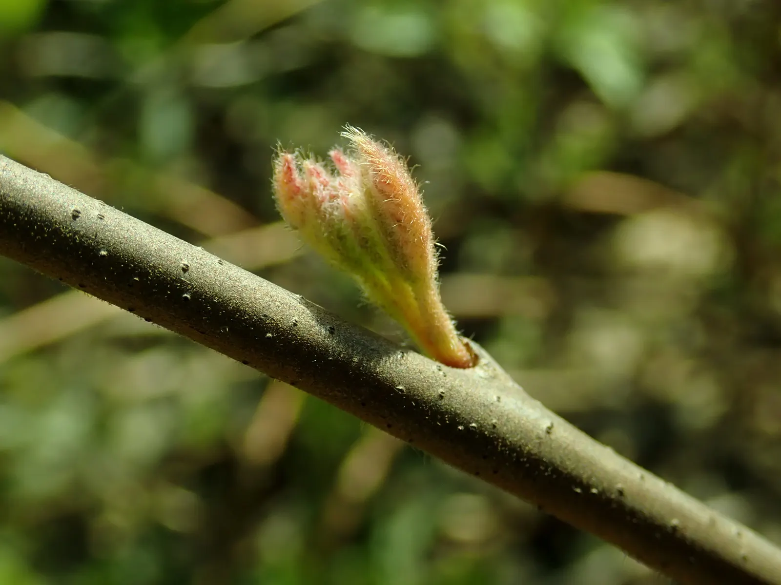 Fragrant Sumac (Rhus Aromatica) — Typically reaching a mature height of 2 to 6 feet with an equal or greater spread of 6 to 10 feet; enhancing the, image 50