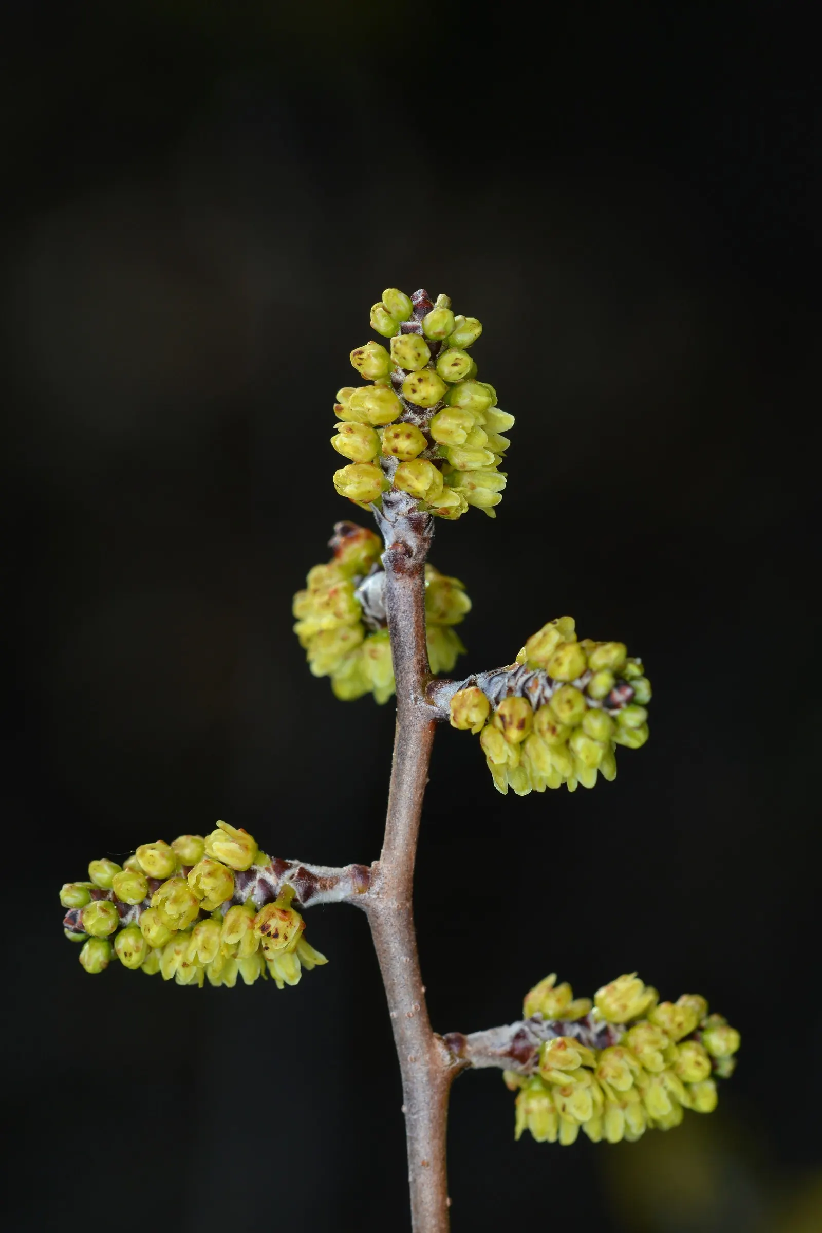 Fragrant Sumac (Rhus Aromatica) — it boasts clusters of small yellow flowers in early spring before the leaves emerge