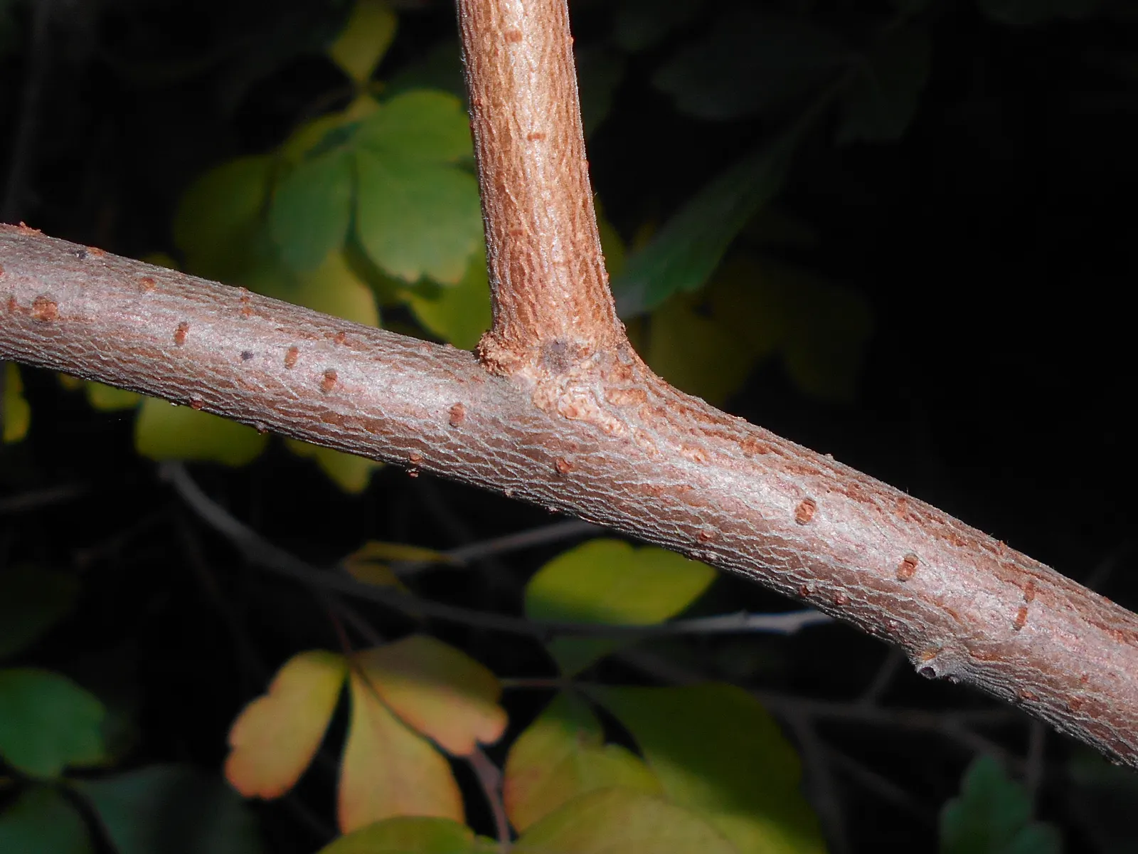Fragrant Sumac (Rhus Aromatica) — deciduous shrub reaching 2-6 feet in height with a similar spread