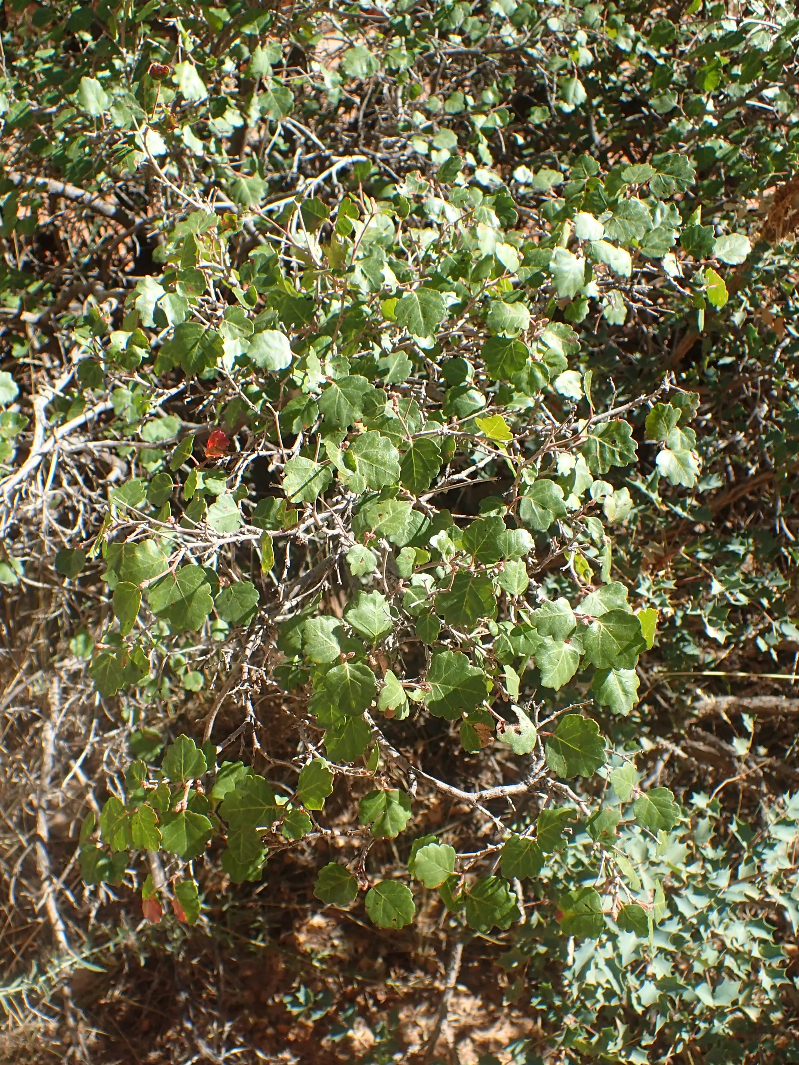 Fragrant Sumac (Rhus Aromatica) — providing year-round interest and ecological benefits to garden spaces