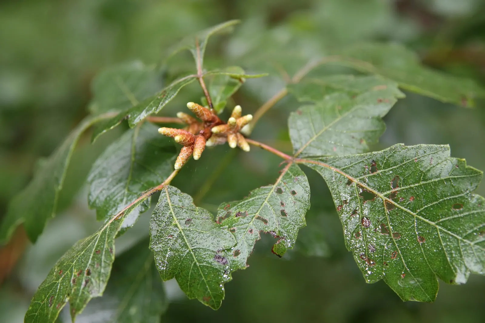 Fragrant Sumac (Rhus Aromatica) — which emit a pleasant fragrance when crushed; providing year-round interest and ecological benefits to garden, image 51