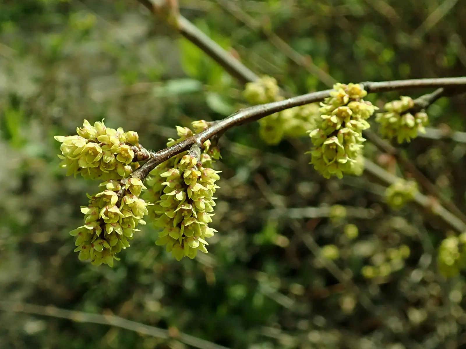 Fragrant Sumac (Rhus Aromatica) — deciduous shrub reaching 2-6 feet in height with a similar spread; it boasts clusters of small yellow flowers in, image 64
