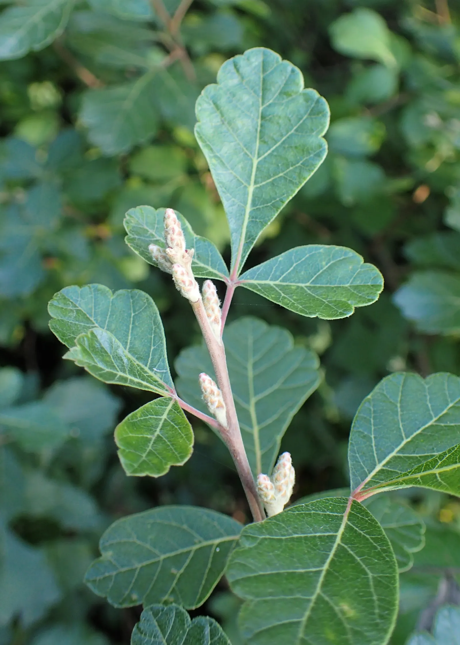 Fragrant Sumac (Rhus Aromatica) — which emit a pleasant fragrance when crushed; providing year-round interest and ecological benefits to garden spaces