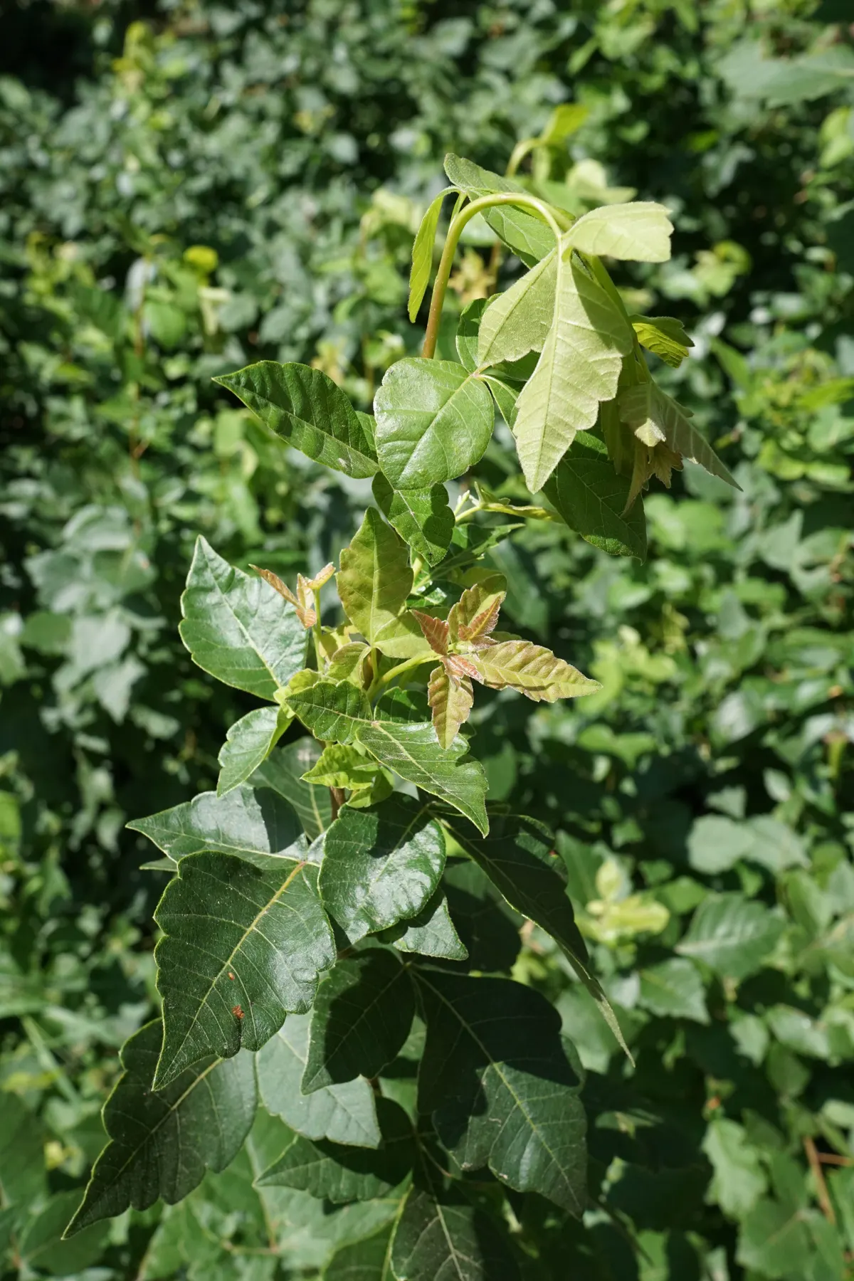 Fragrant Sumac (Rhus Aromatica) — making it ideal for naturalized or erosion-prone areas