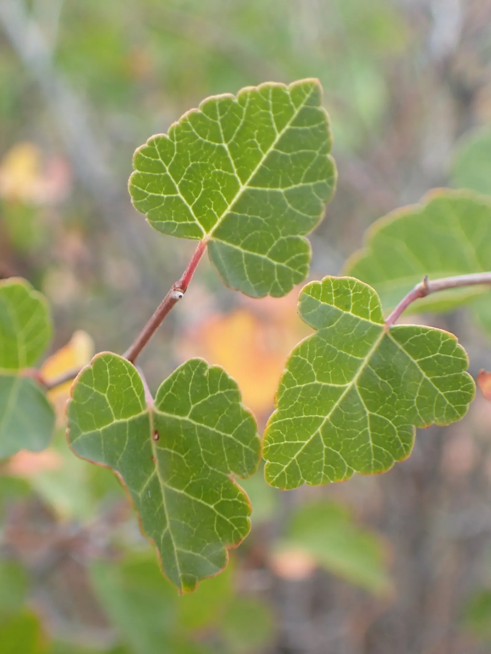Fragrant Sumac (Rhus Aromatica) — making it an excellent candidate for challenging growing conditions; providing year-round interest and ecological benefits to