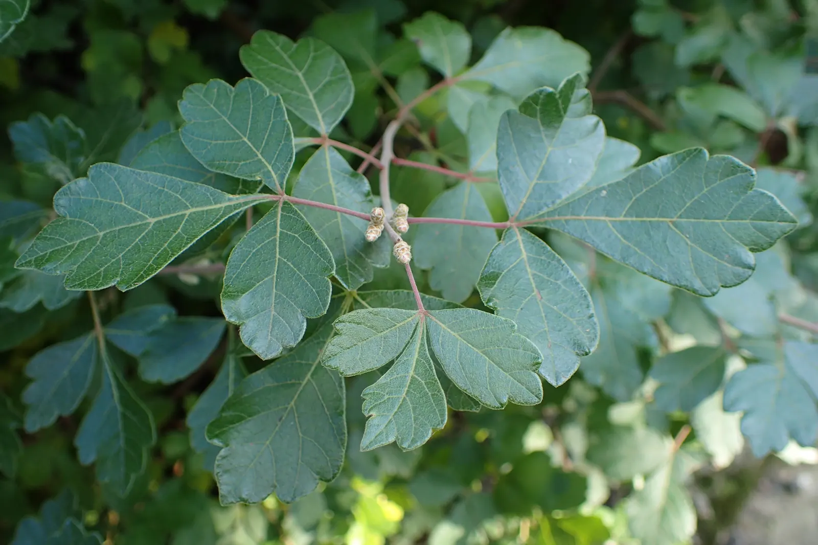 Fragrant Sumac (Rhus Aromatica) — enhancing the autumnal palette of any landscape, image 53