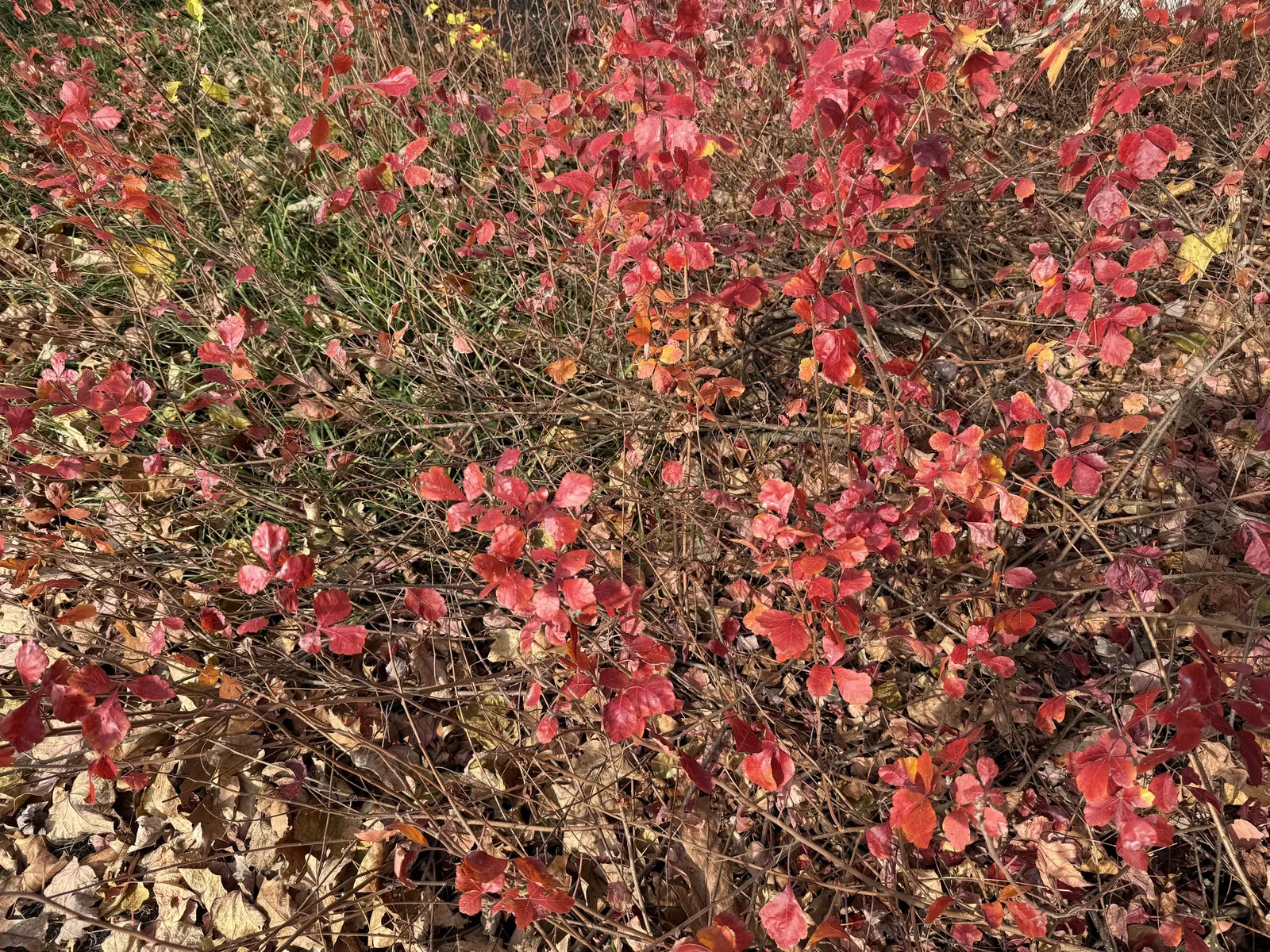 Fragrant Sumac (Rhus Aromatica) — white flowers in the garden; it boasts clusters of small yellow flowers in early spring before the leaves emerge, image 61