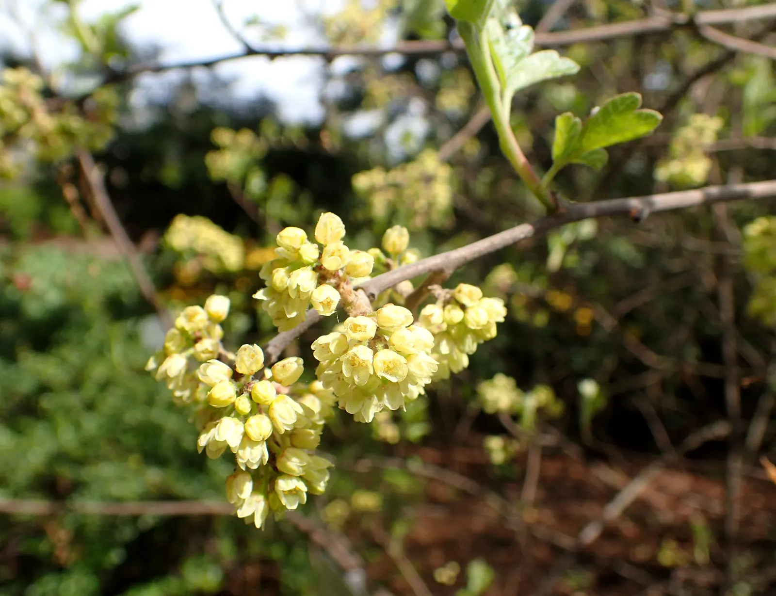 Fragrant Sumac (Rhus Aromatica) — making it an excellent candidate for challenging growing conditions