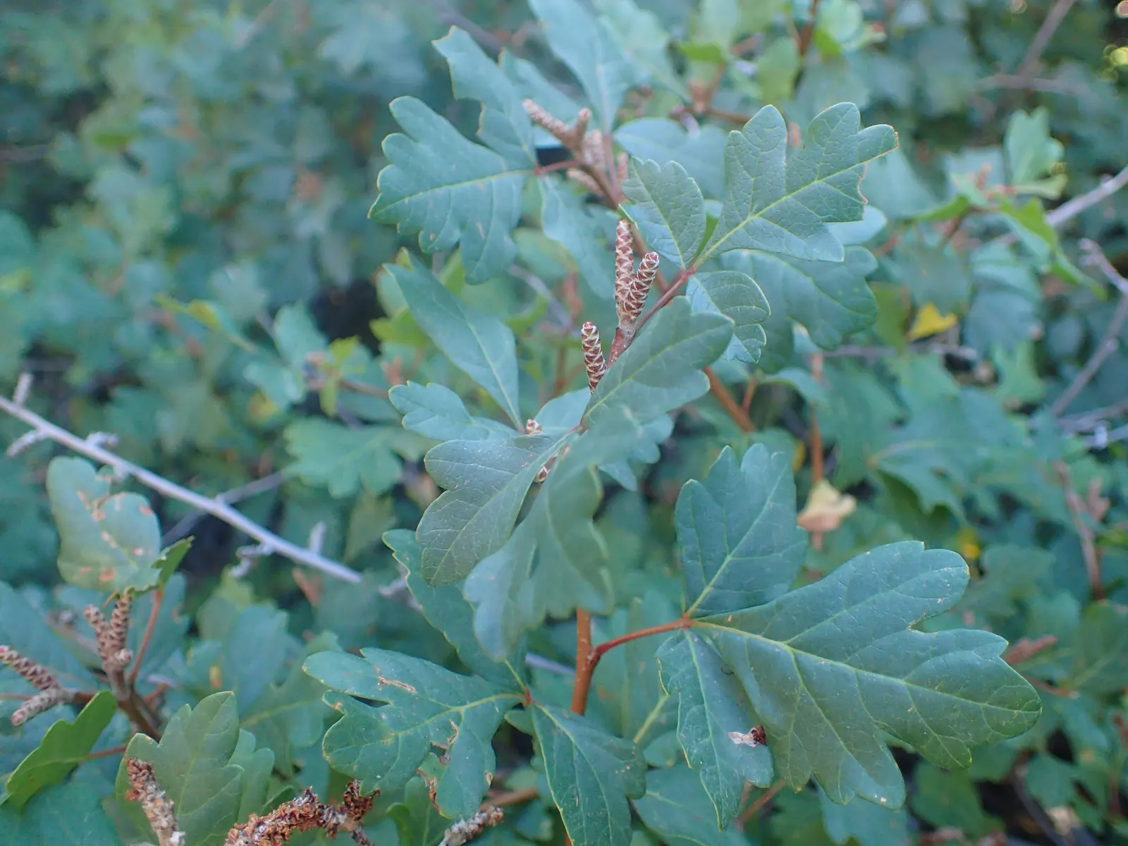 Fragrant Sumac (Rhus Aromatica) — which turns fiery red in fall; providing year-round interest and ecological benefits to garden spaces, image 45