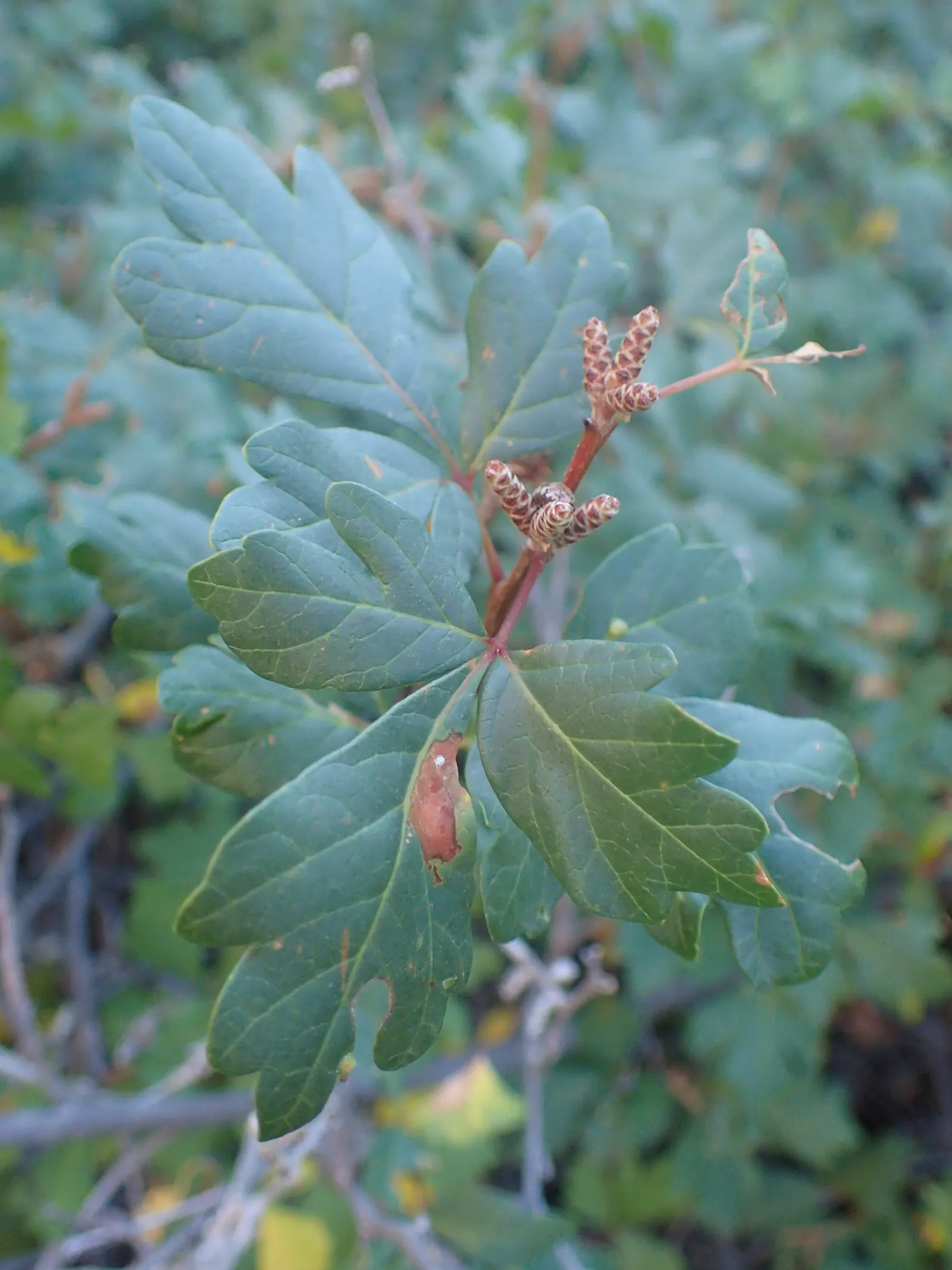 Fragrant Sumac (Rhus Aromatica) — it boasts clusters of small yellow flowers in early spring before the leaves emerge, image 46