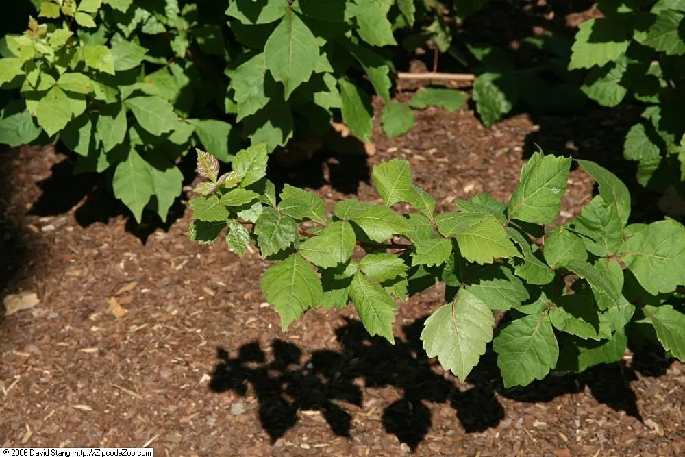 Fragrant Sumac (Rhus Aromatica) — shrub for full; providing year-round interest and ecological benefits to garden spaces