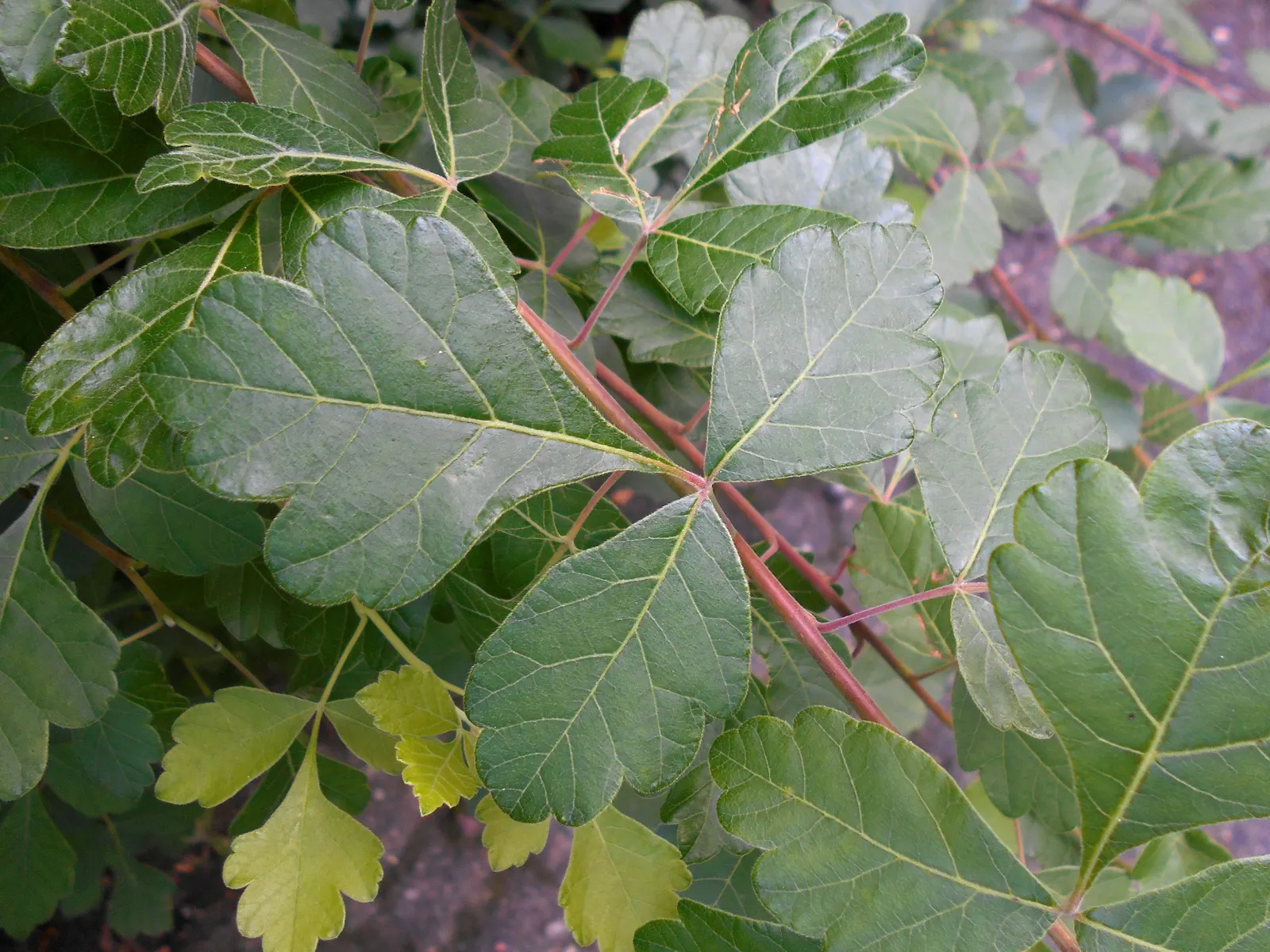 Fragrant Sumac (Rhus Aromatica) — followed by hairy red berries which persist into winter and attract a variety of wildlife; it boasts clusters of, image 55