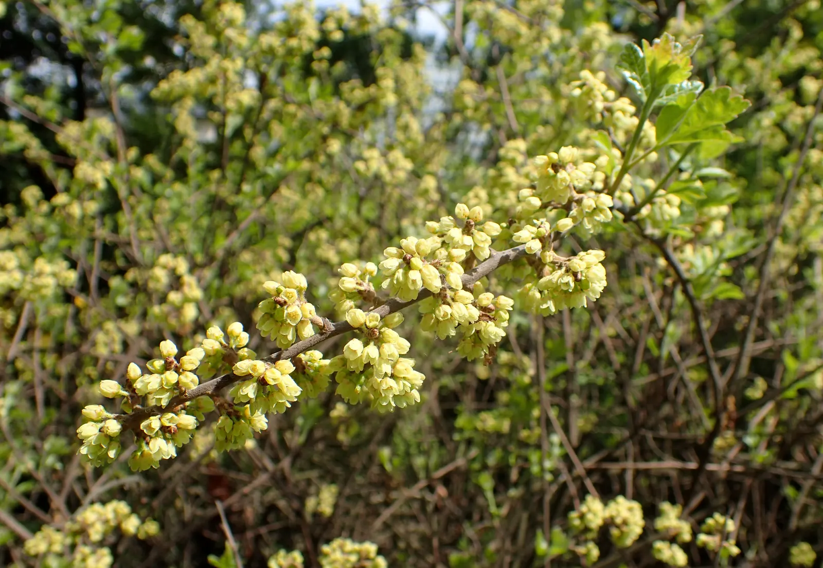 Fragrant Sumac (Rhus Aromatica) — preferring full sun to partial shade and adapts well to various soils; providing year-round interest and ecological benefits