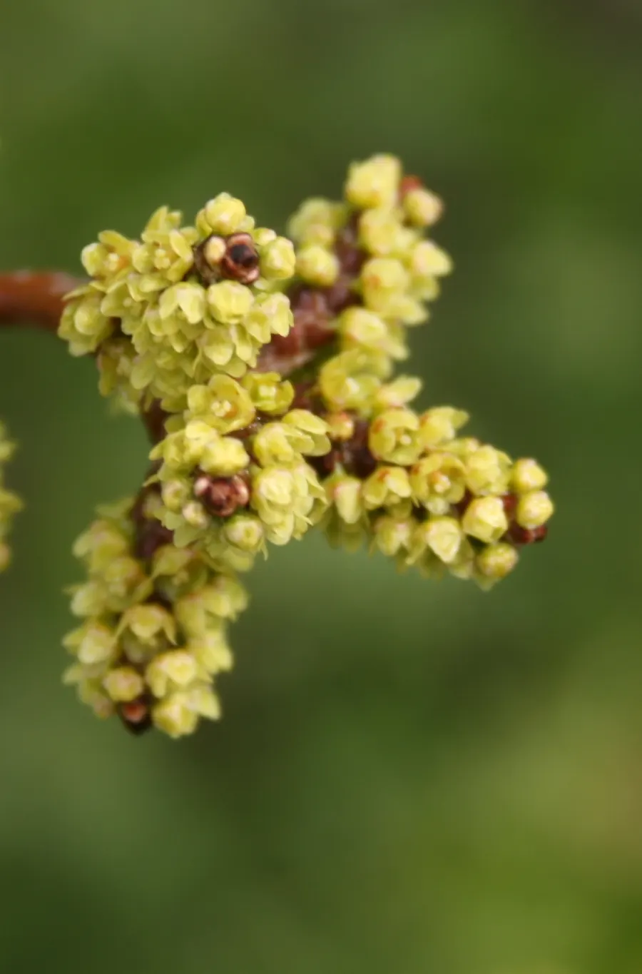 Fragrant Sumac (Rhus Aromatica) — shrub with white blooms