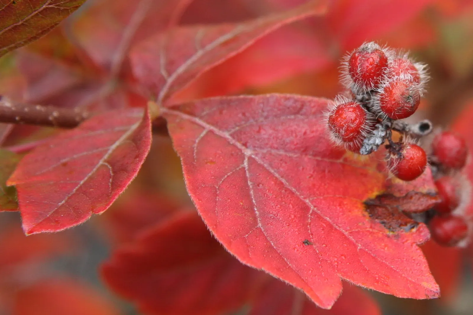 Fragrant Sumac (Rhus Aromatica) — This shrub requires minimal maintenance and is relatively resistant to disease and pests