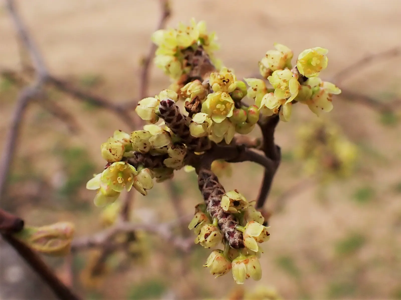 Fragrant Sumac (Rhus Aromatica) — making it an excellent candidate for challenging growing conditions; providing year-round interest and ecological, image 57