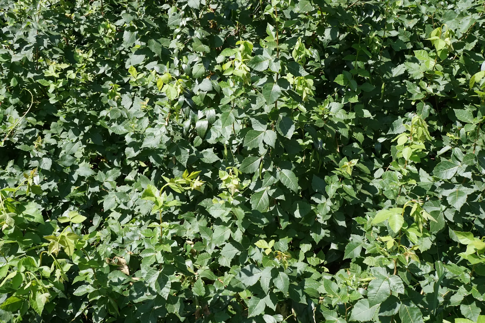 Fragrant Sumac (Rhus Aromatica) — preferring full sun to partial shade and adapts well to various soils