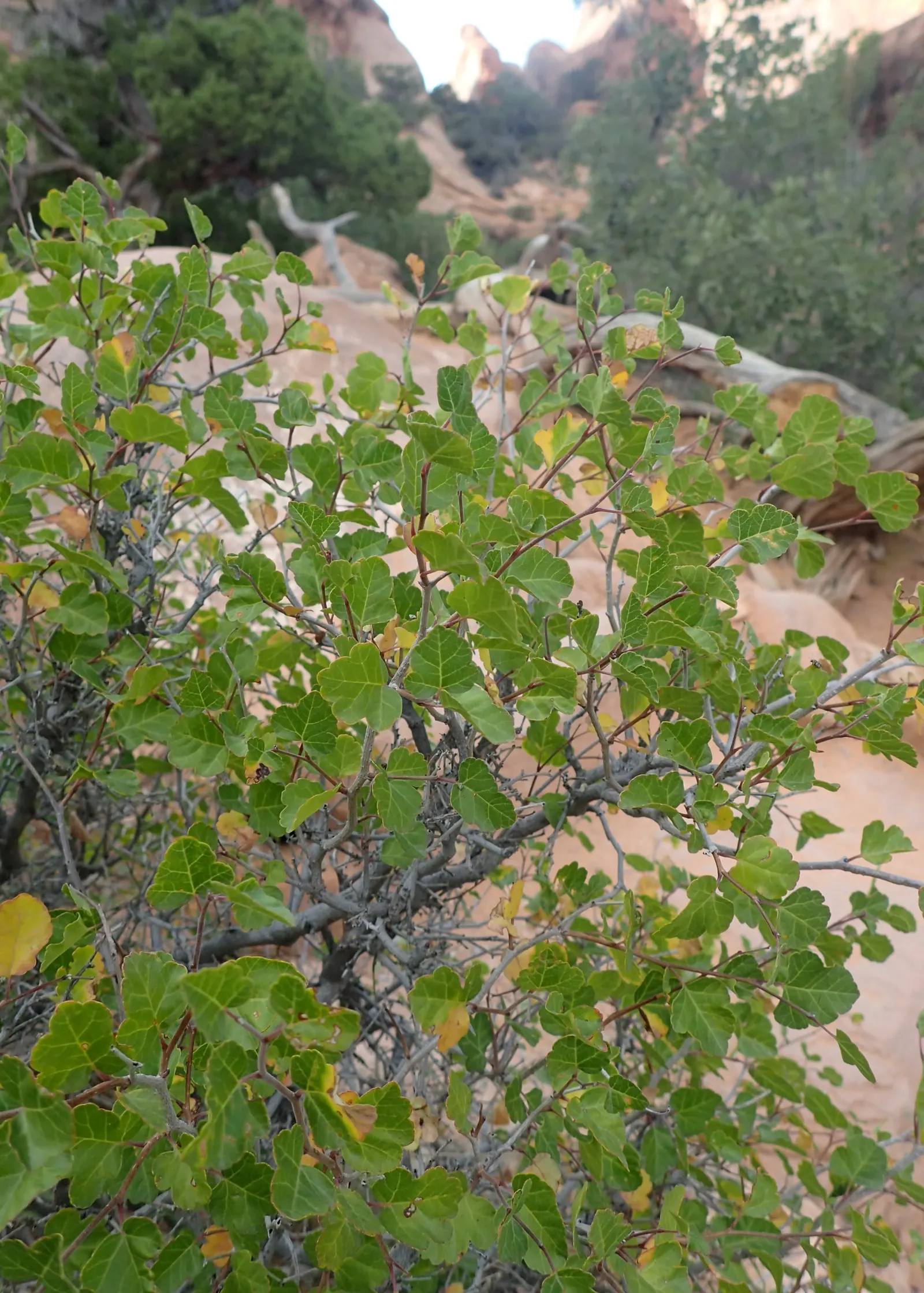 Fragrant Sumac (Rhus Aromatica) — deciduous shrub reaching 2-6 feet in height with a similar spread; it boasts clusters of small yellow flowers in, image 43