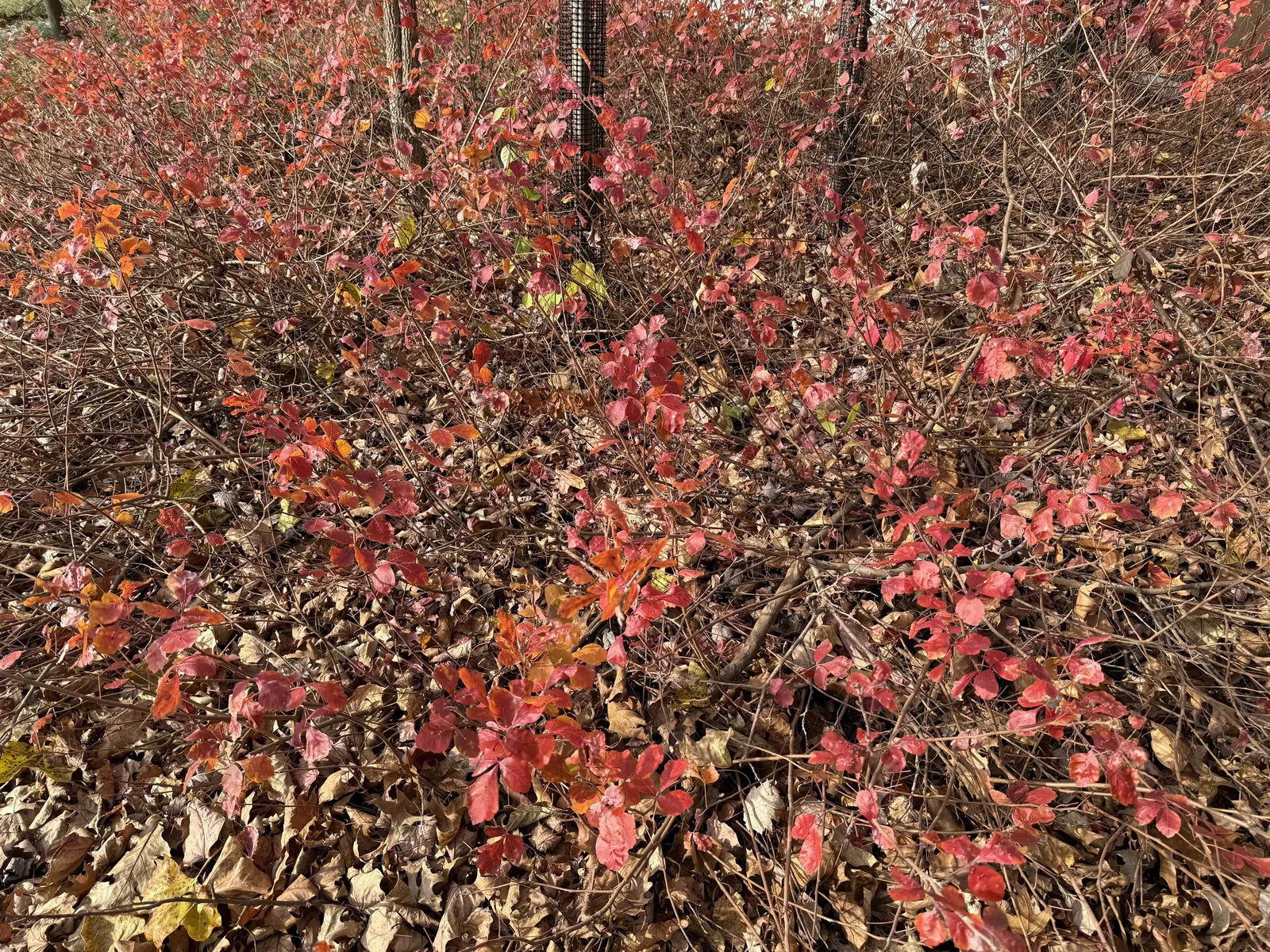 Fragrant Sumac (Rhus Aromatica) — providing year-round interest and ecological benefits to garden spaces, image 60