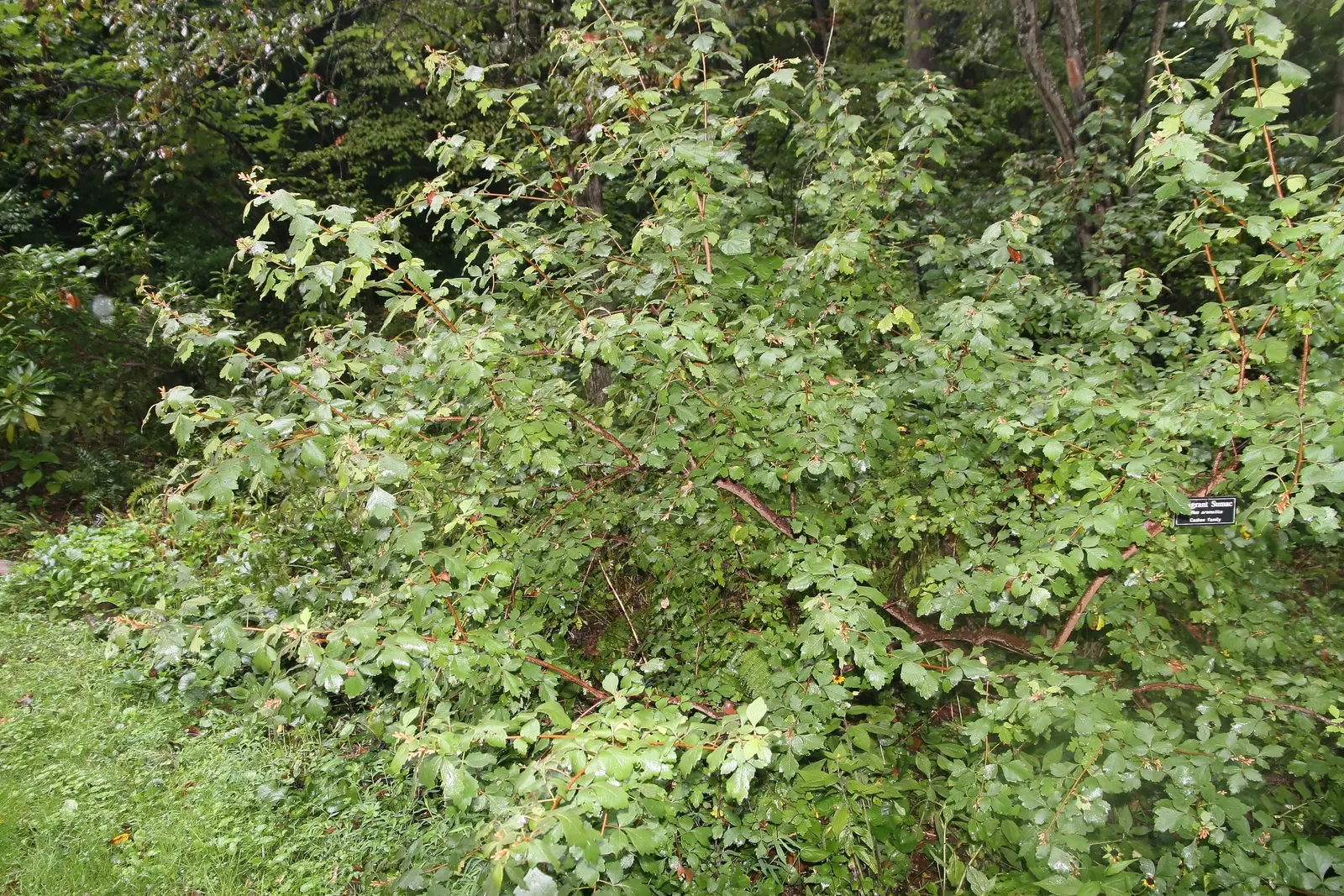 Fragrant Sumac (Rhus Aromatica) — garden enthusiasts can relish the foliage's vibrant transformation to fiery shades of orange; it boasts clusters, image 52