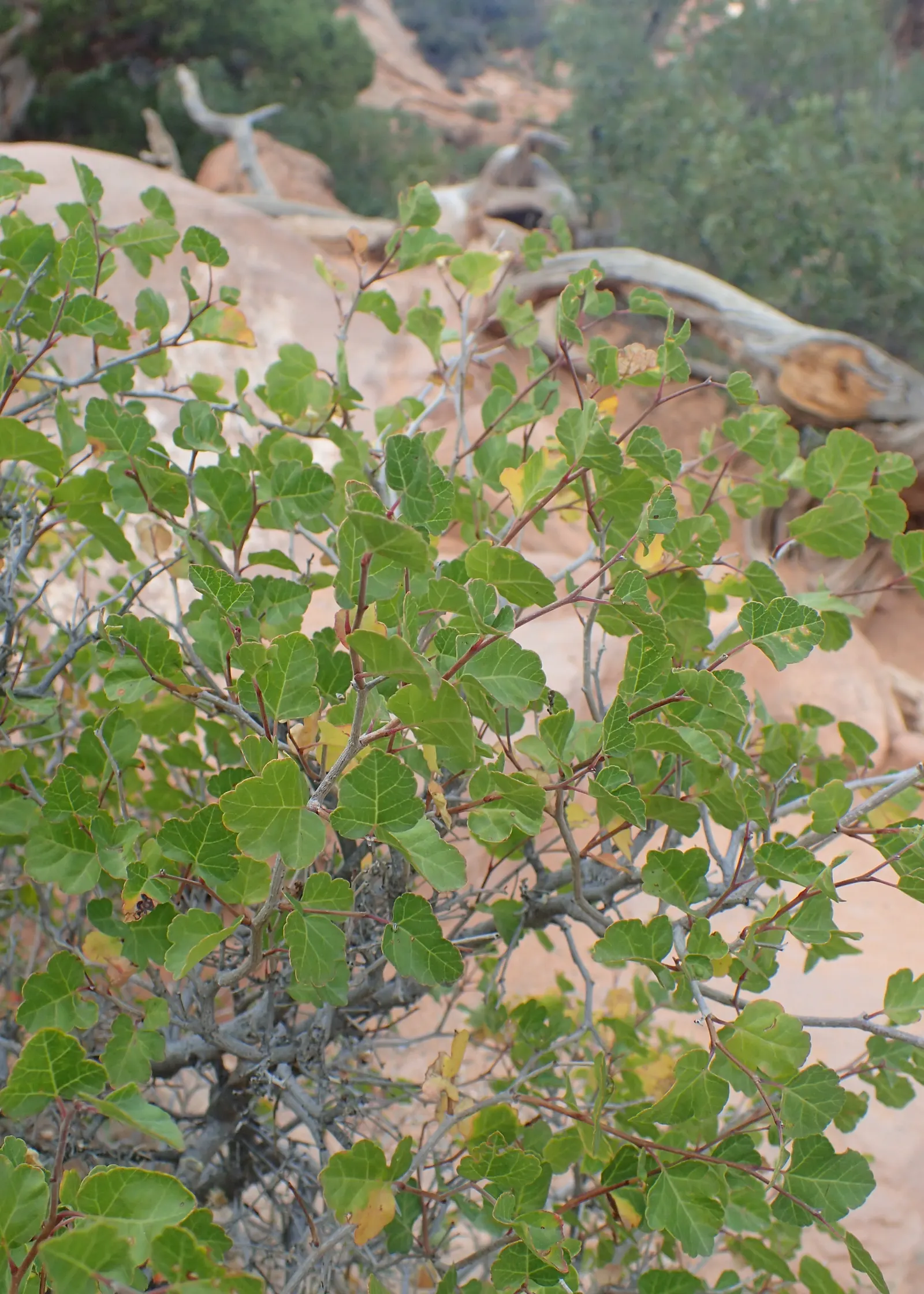 Fragrant Sumac (Rhus Aromatica) — providing year-round interest and ecological benefits to garden spaces, image 39