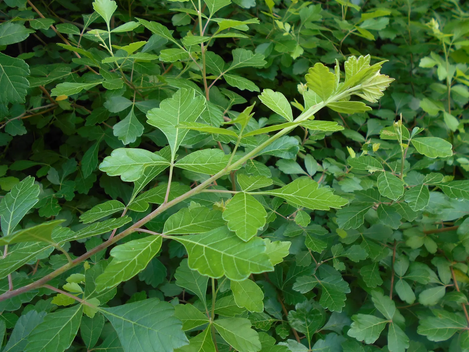 Fragrant Sumac (Rhus Aromatica) — Renowned for its aromatic foliage; enhancing the autumnal palette of any landscape