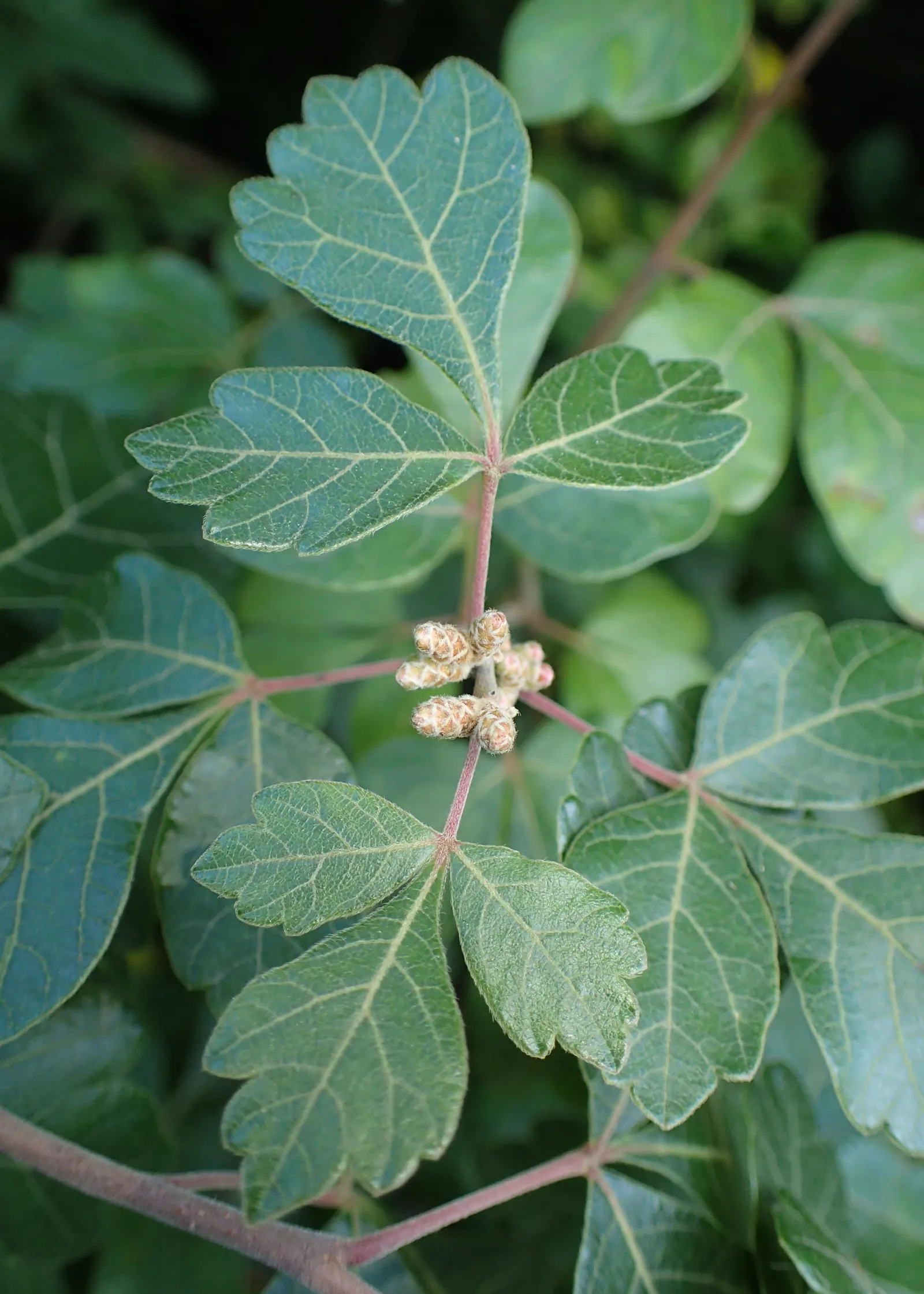 Fragrant Sumac (Rhus Aromatica) — Typically reaching a mature height of 2 to 6 feet with an equal or greater spread of 6 to 10 feet; enhancing the autumnal