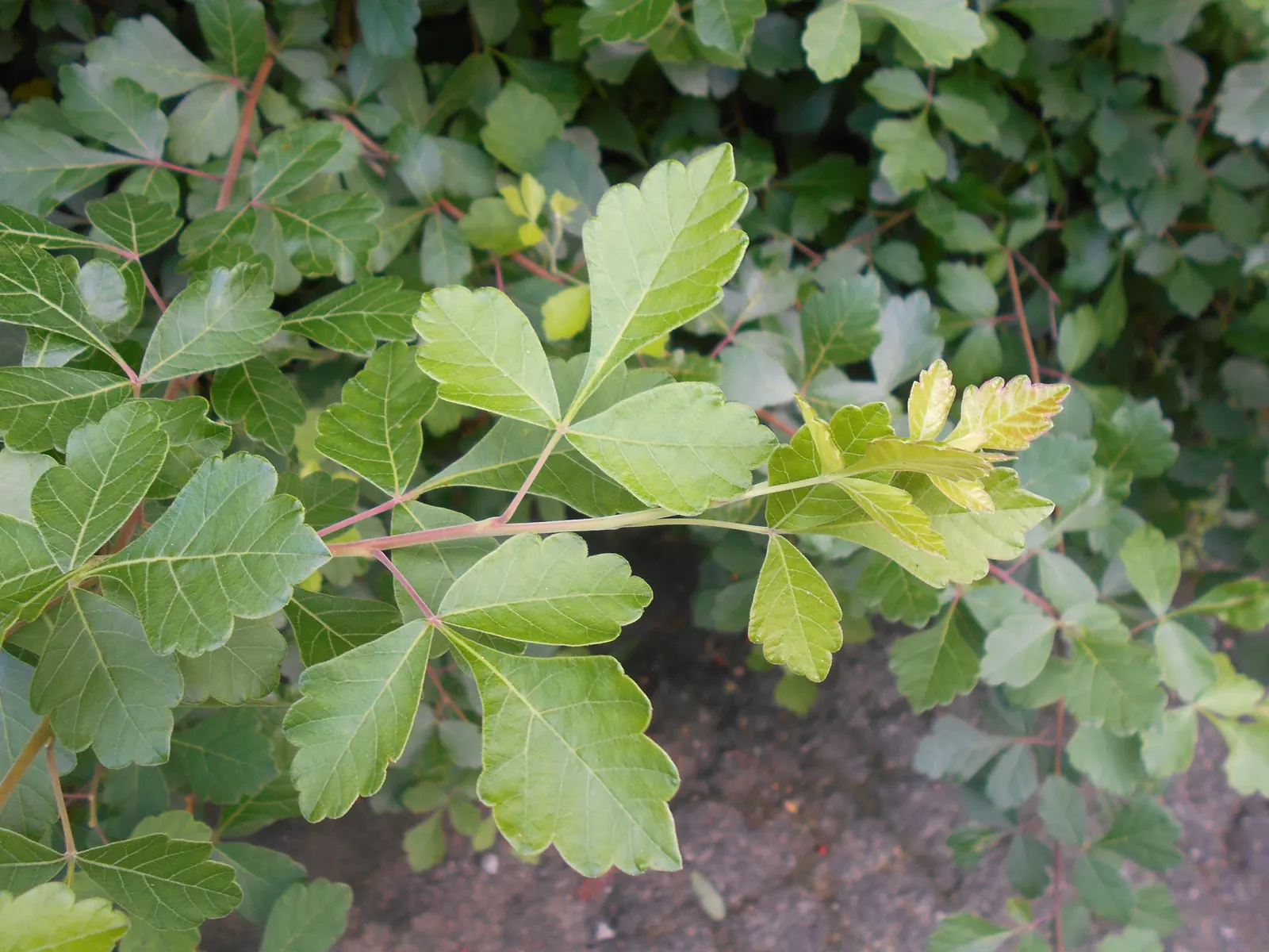 Fragrant Sumac (Rhus Aromatica) — which turns fiery red in fall; providing year-round interest and ecological benefits to garden spaces