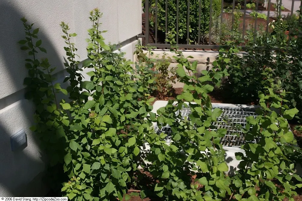 Fragrant Sumac (Rhus Aromatica) — garden enthusiasts can relish the foliage's vibrant transformation to fiery shades of orange; it boasts clusters of small