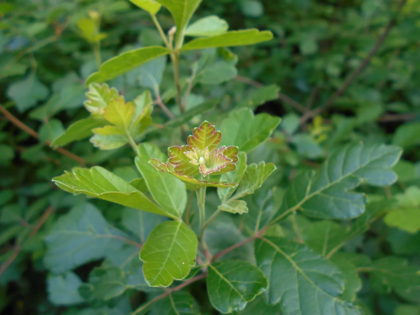 Fragrant Sumac (Rhus Aromatica) — enhancing the autumnal palette of any landscape, image 32
