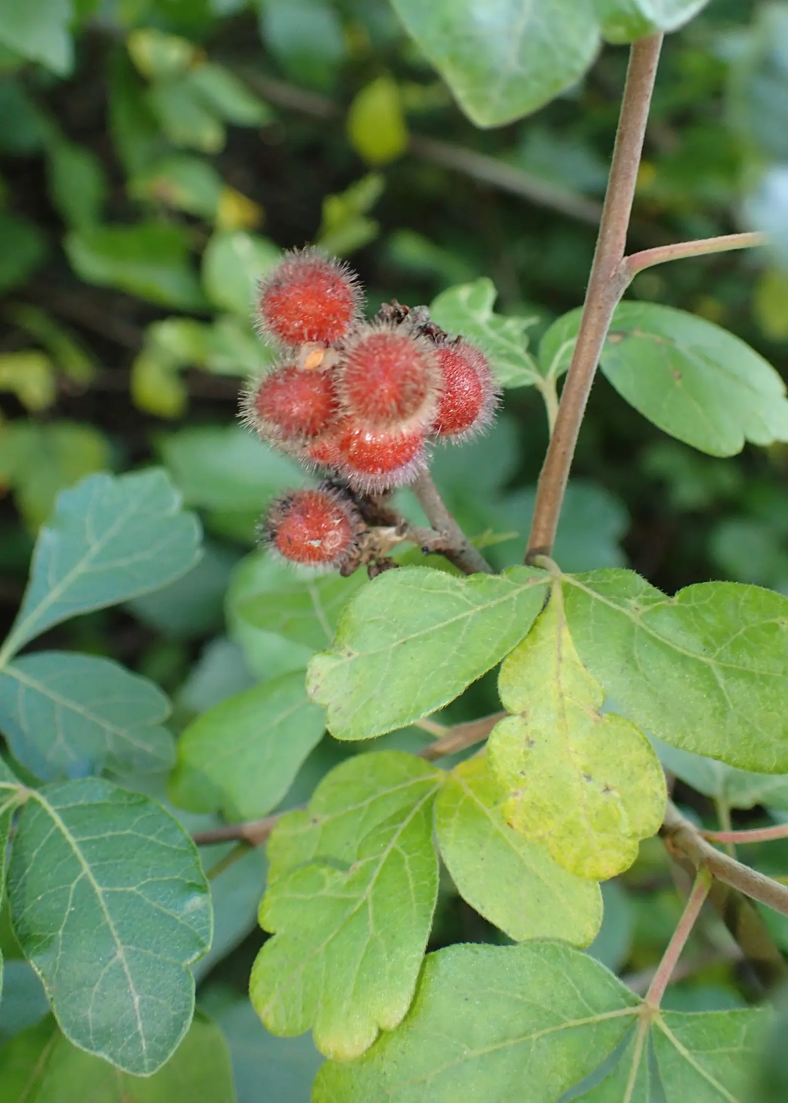 Fragrant Sumac (Rhus Aromatica) — preferring full sun to partial shade and adapts well to various soils; providing year-round interest and, image 48