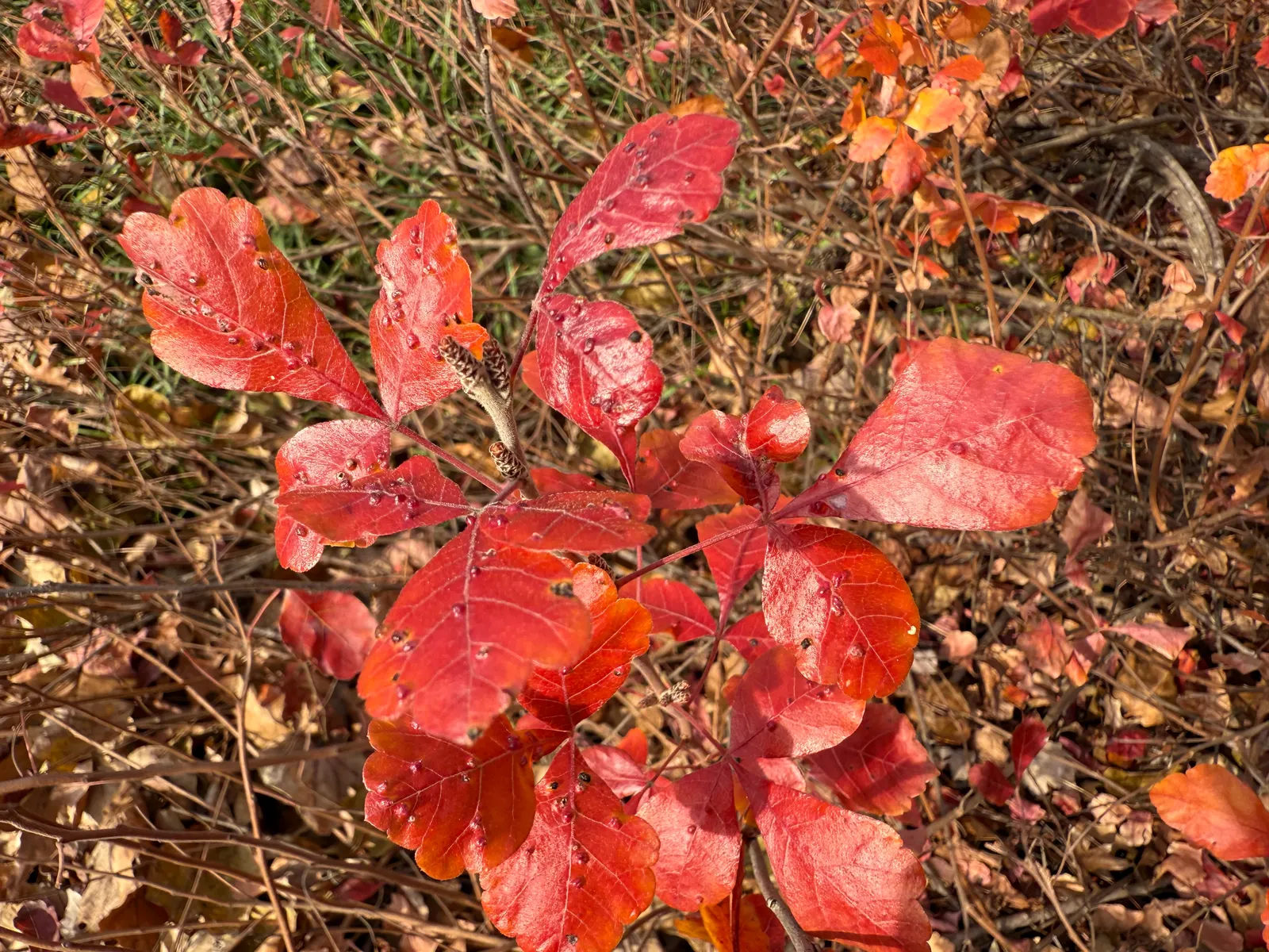 Fragrant Sumac (Rhus Aromatica) — which turns fiery red in fall