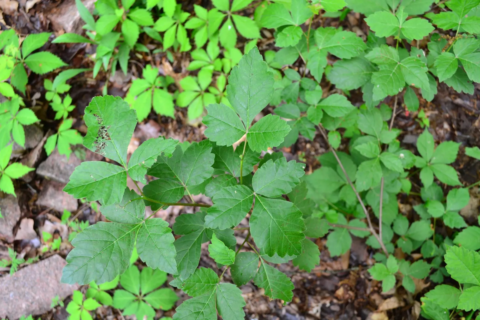 Fragrant Sumac (Rhus Aromatica) — garden enthusiasts can relish the foliage's vibrant transformation to fiery shades of orange