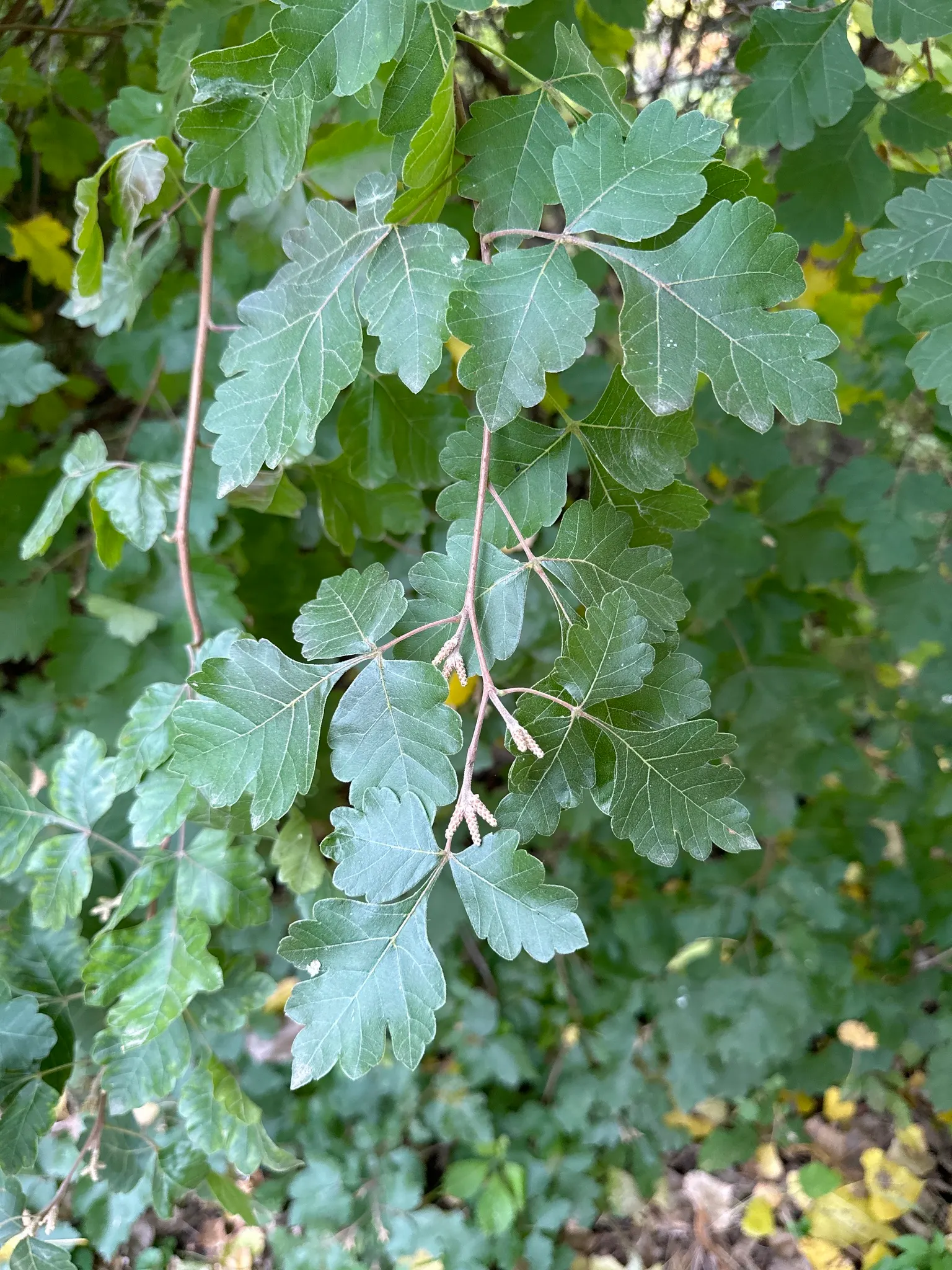Fragrant Sumac (Rhus Aromatica) — shrub for full; providing year-round interest and ecological benefits to garden spaces, image 63