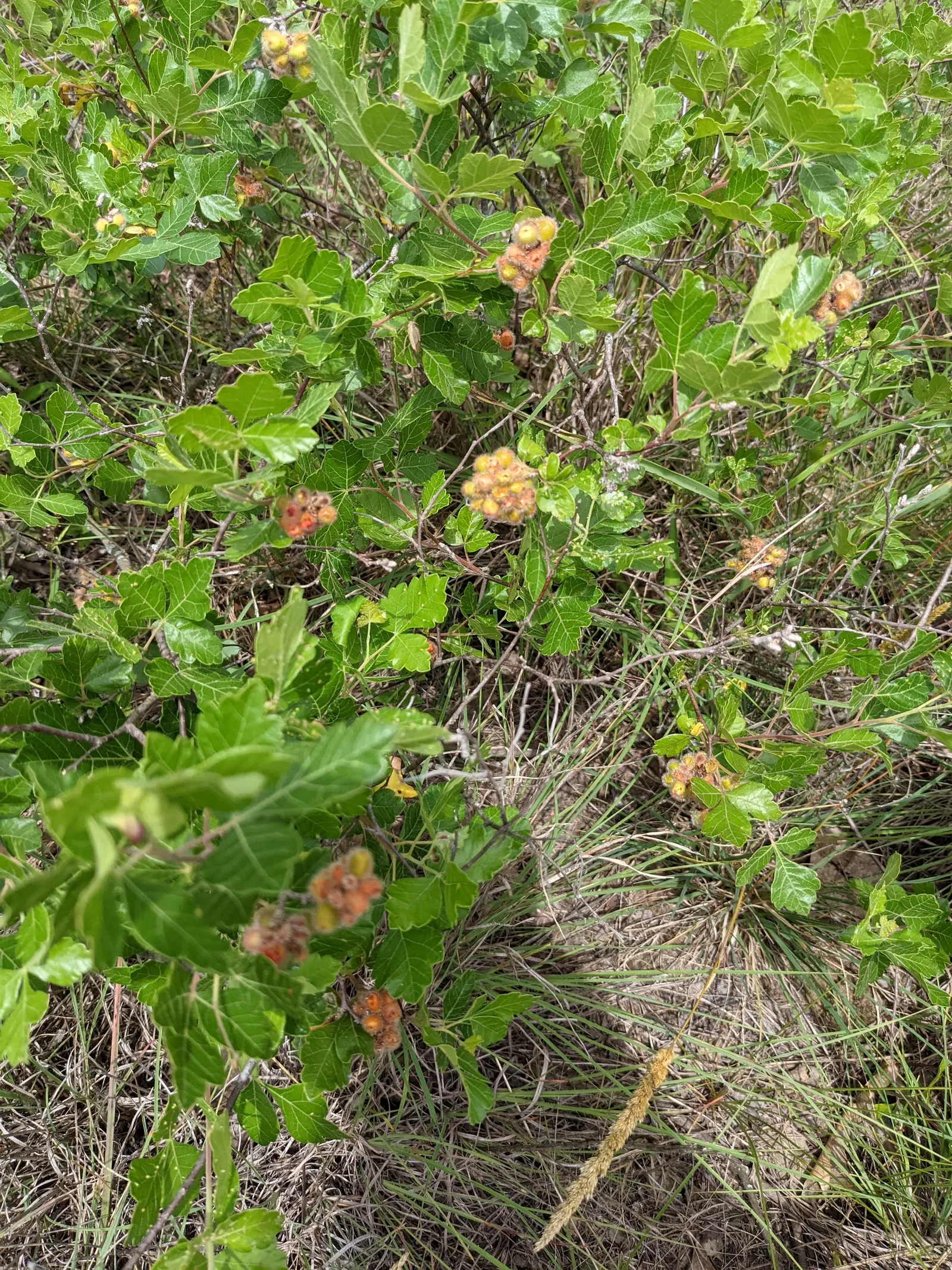 Fragrant Sumac (Rhus Aromatica) — Typically reaching a mature height of 2 to 6 feet with an equal or greater spread of 6 to 10 feet