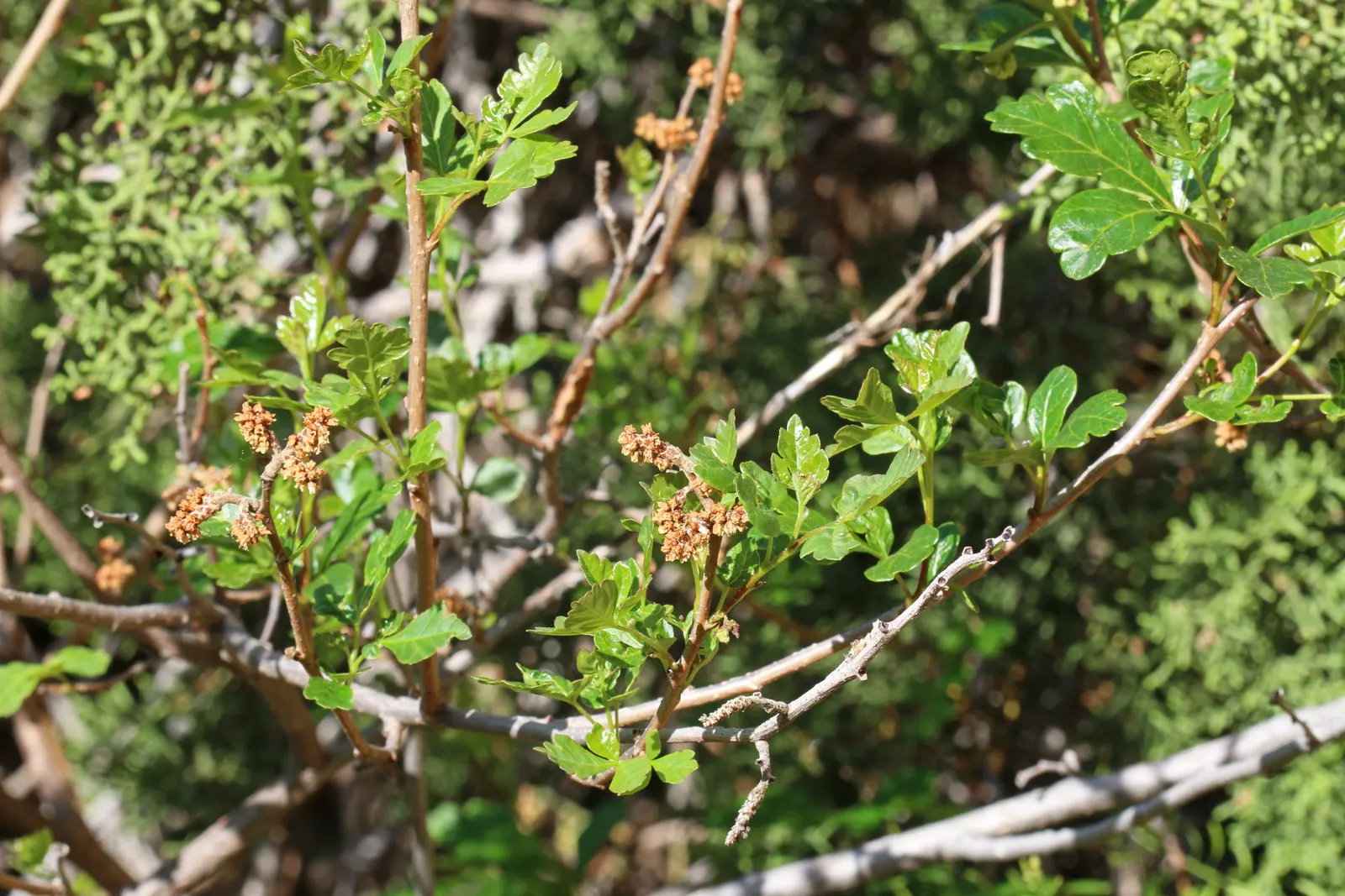 Fragrant Sumac (Rhus Aromatica) — shrub for full