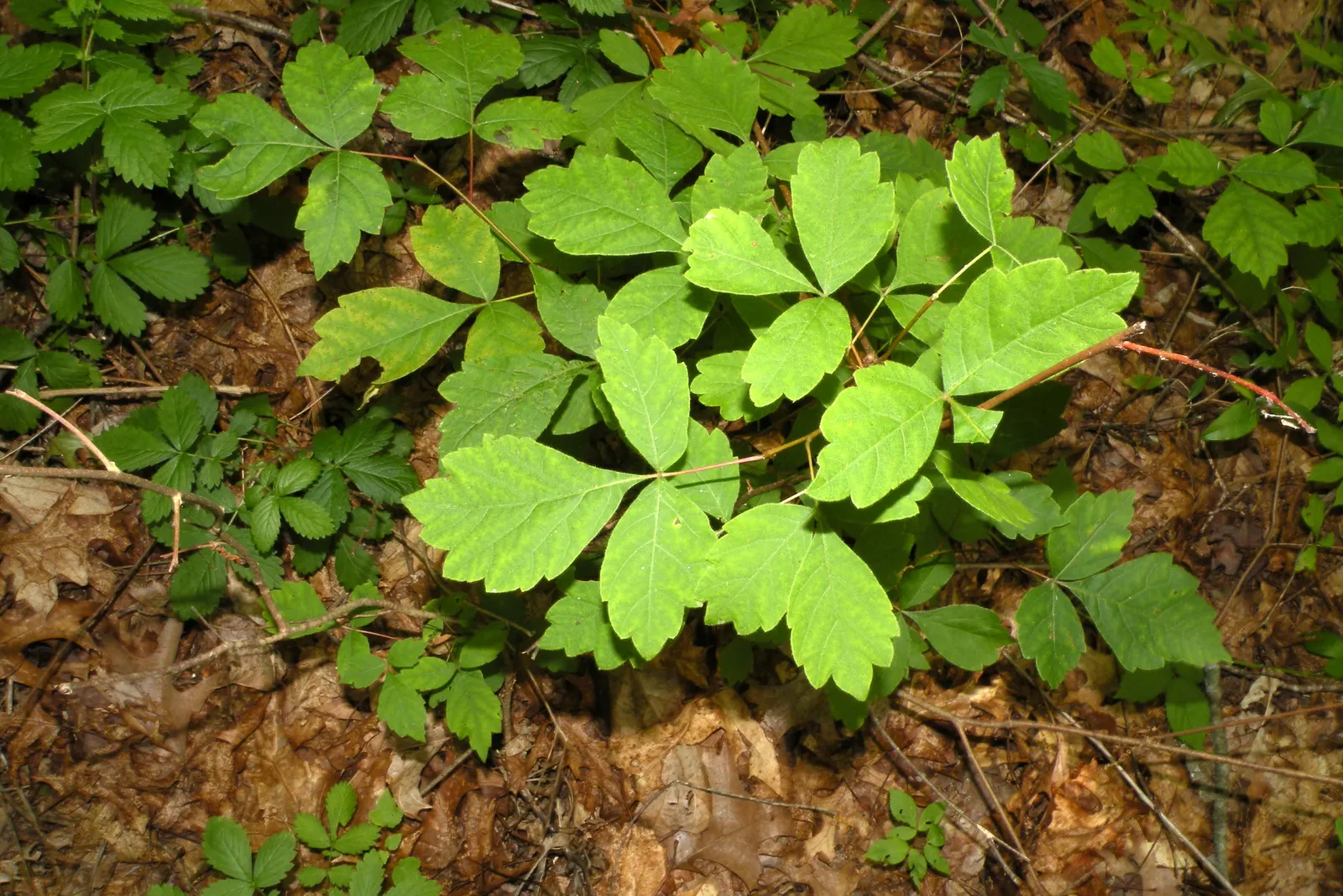 Fragrant Sumac (Rhus Aromatica) — This low-maintenance native thrives in zones 3-9; enhancing the autumnal palette of any landscape, image 68