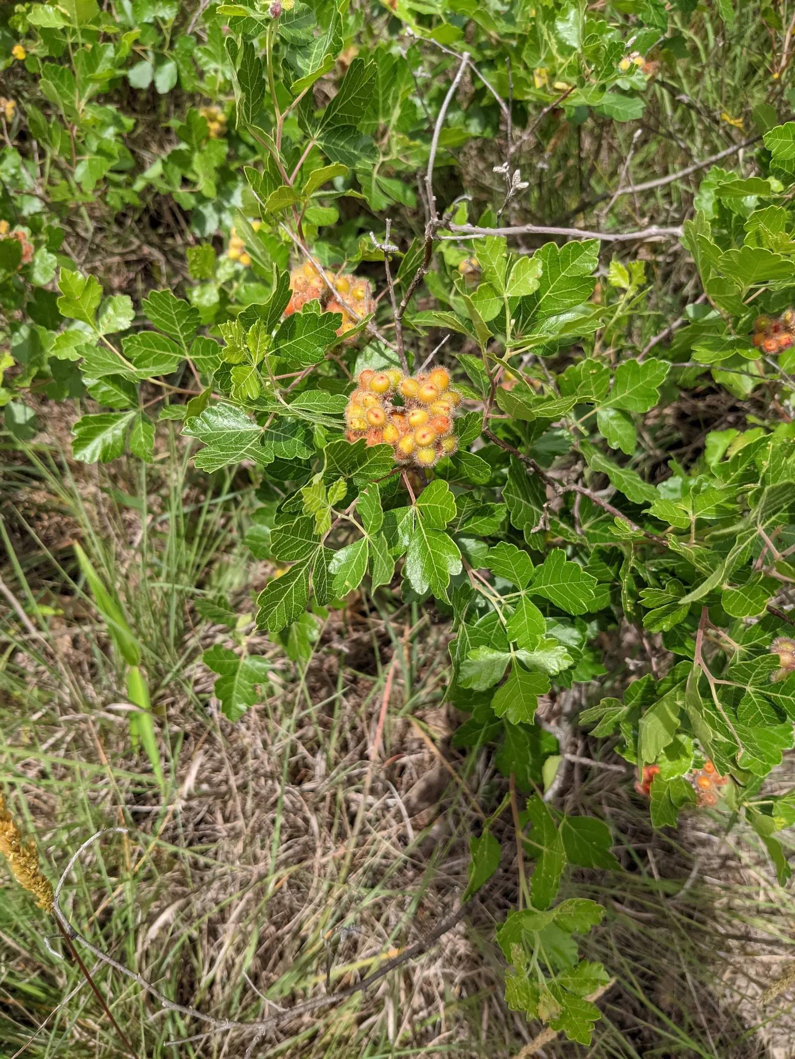 Fragrant Sumac (Rhus Aromatica) — which emit a pleasant fragrance when crushed