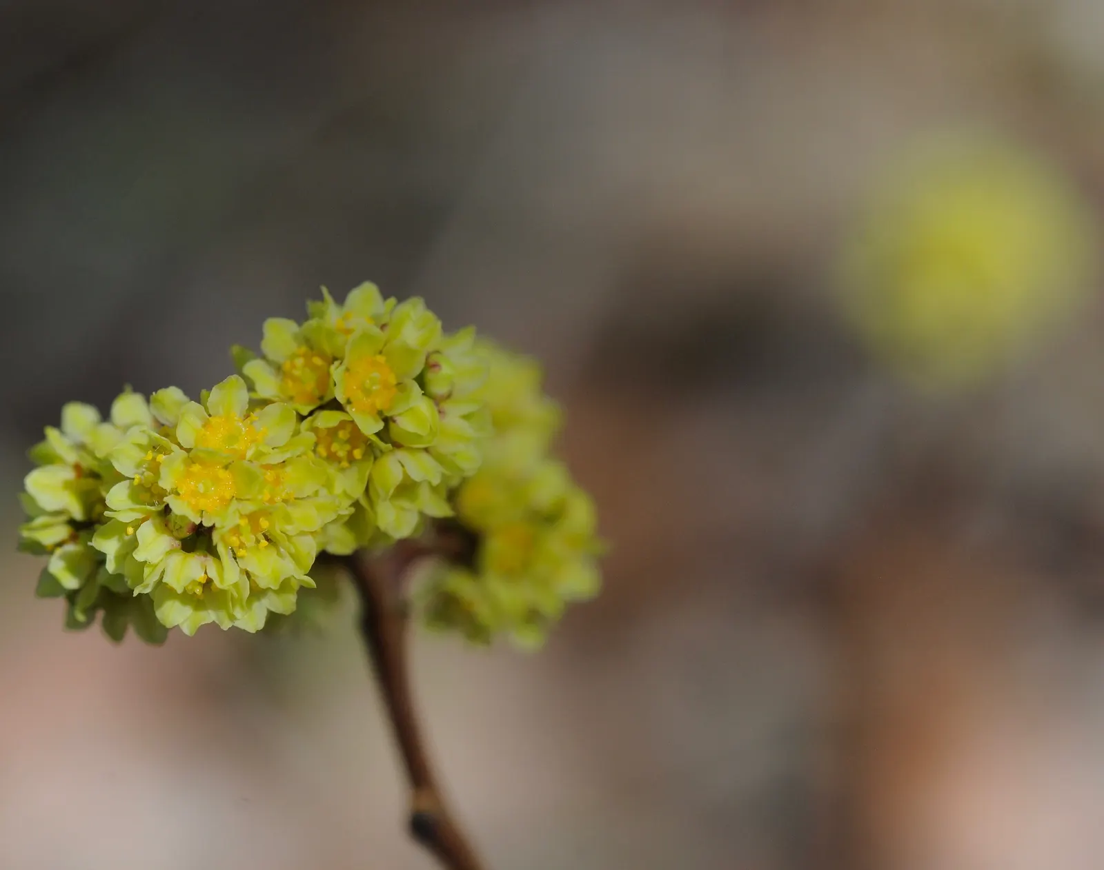 Fragrant Sumac (Rhus Aromatica) — This shrub requires minimal maintenance and is relatively resistant to disease and pests; it boasts clusters of, image 58