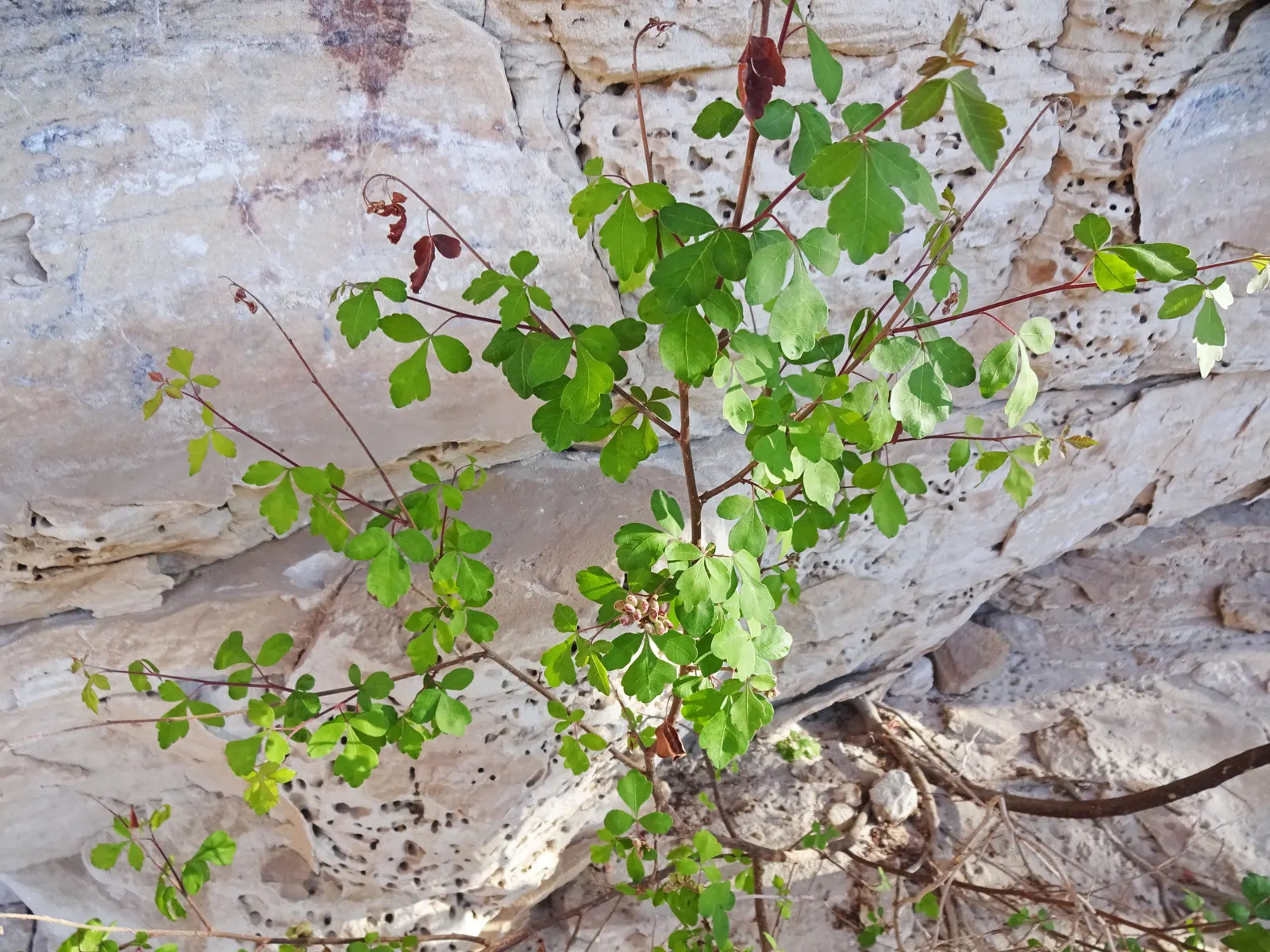 Fragrant Sumac (Rhus Aromatica) — Fragrant Sumac adapts well to naturalized plantings