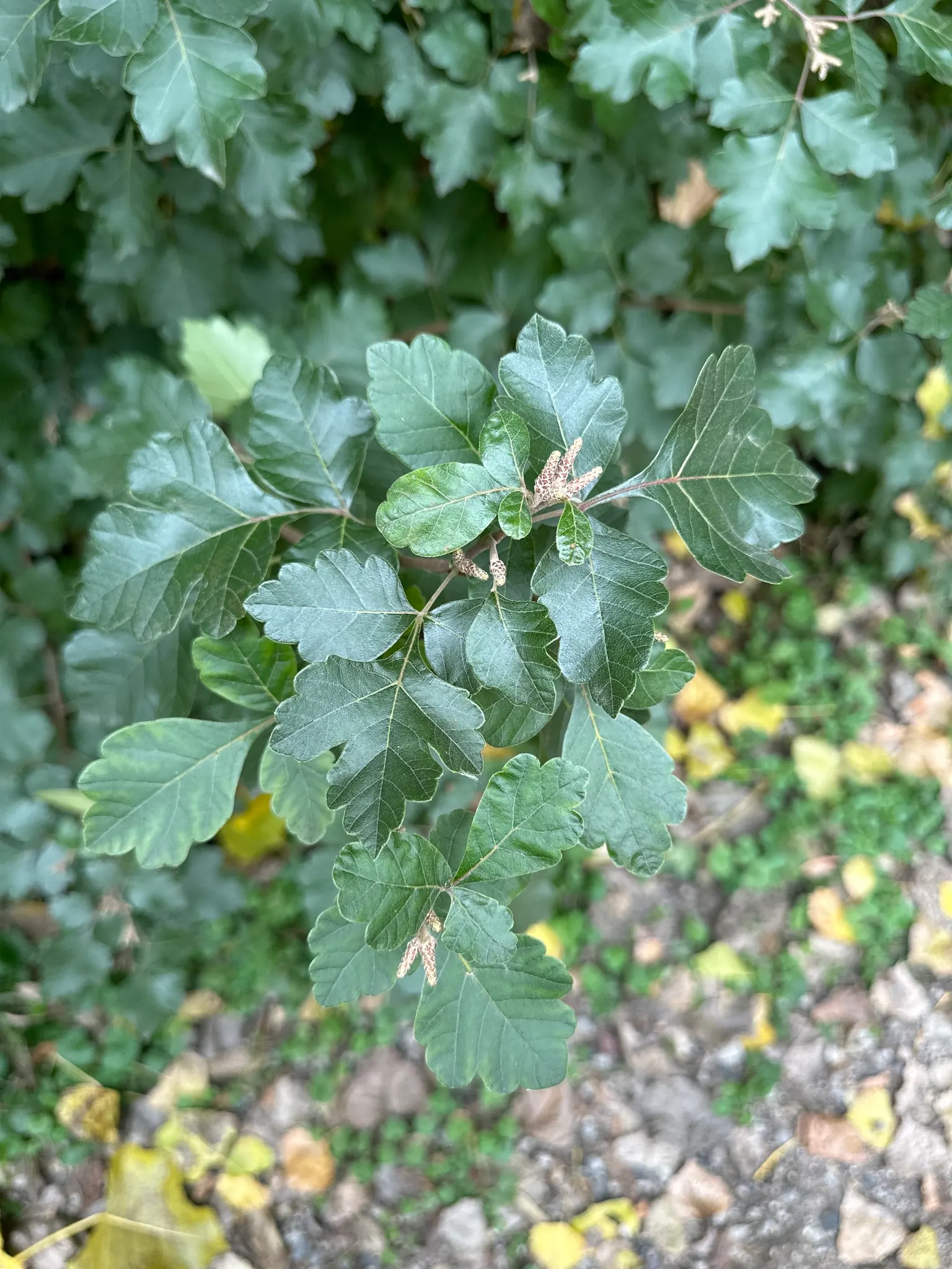 Fragrant Sumac (Rhus Aromatica) — which turns fiery red in fall; providing year-round interest and ecological benefits to garden spaces, image 66