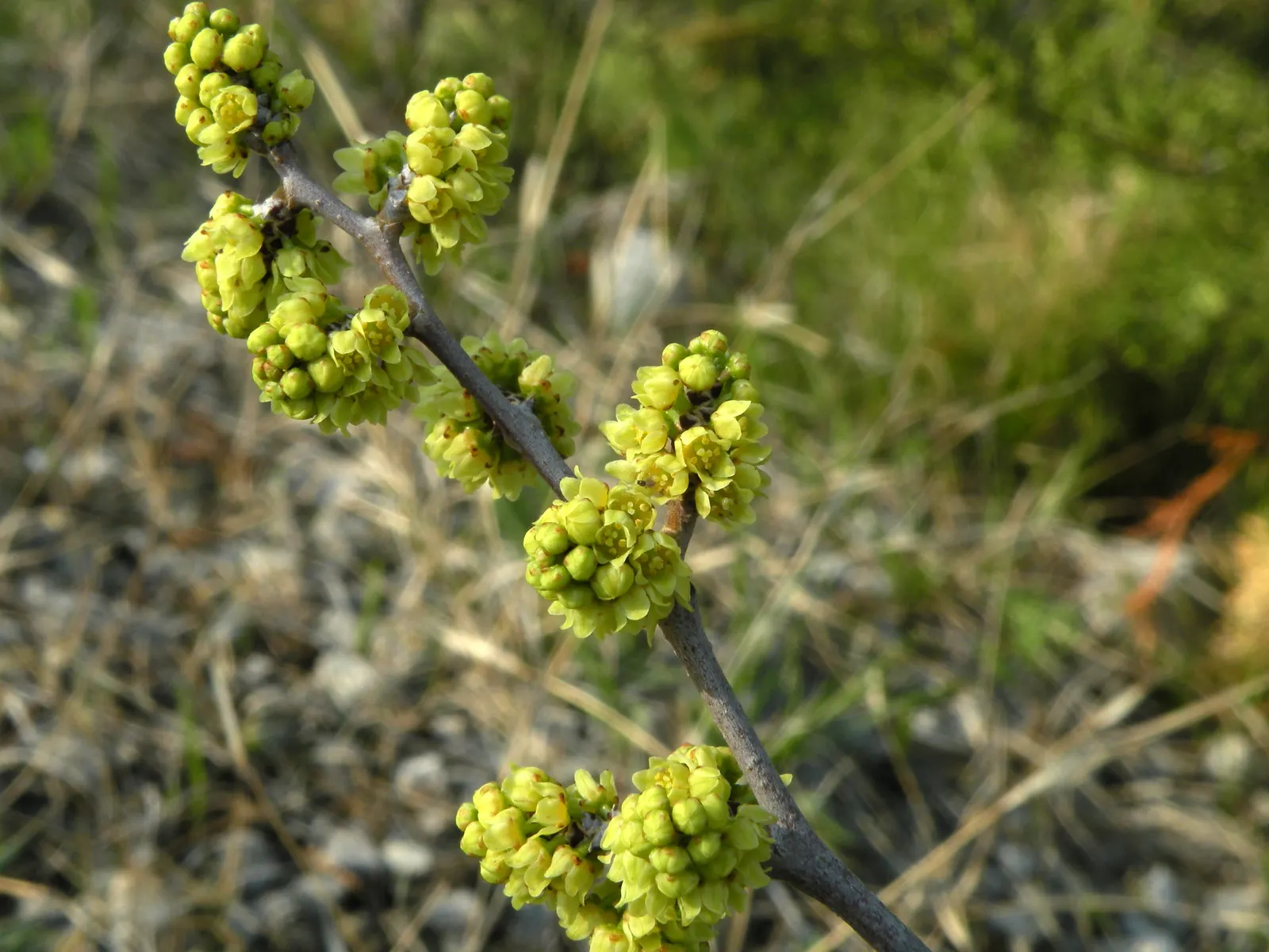 Fragrant Sumac (Rhus Aromatica) — it boasts clusters of small yellow flowers in early spring before the leaves emerge, image 67