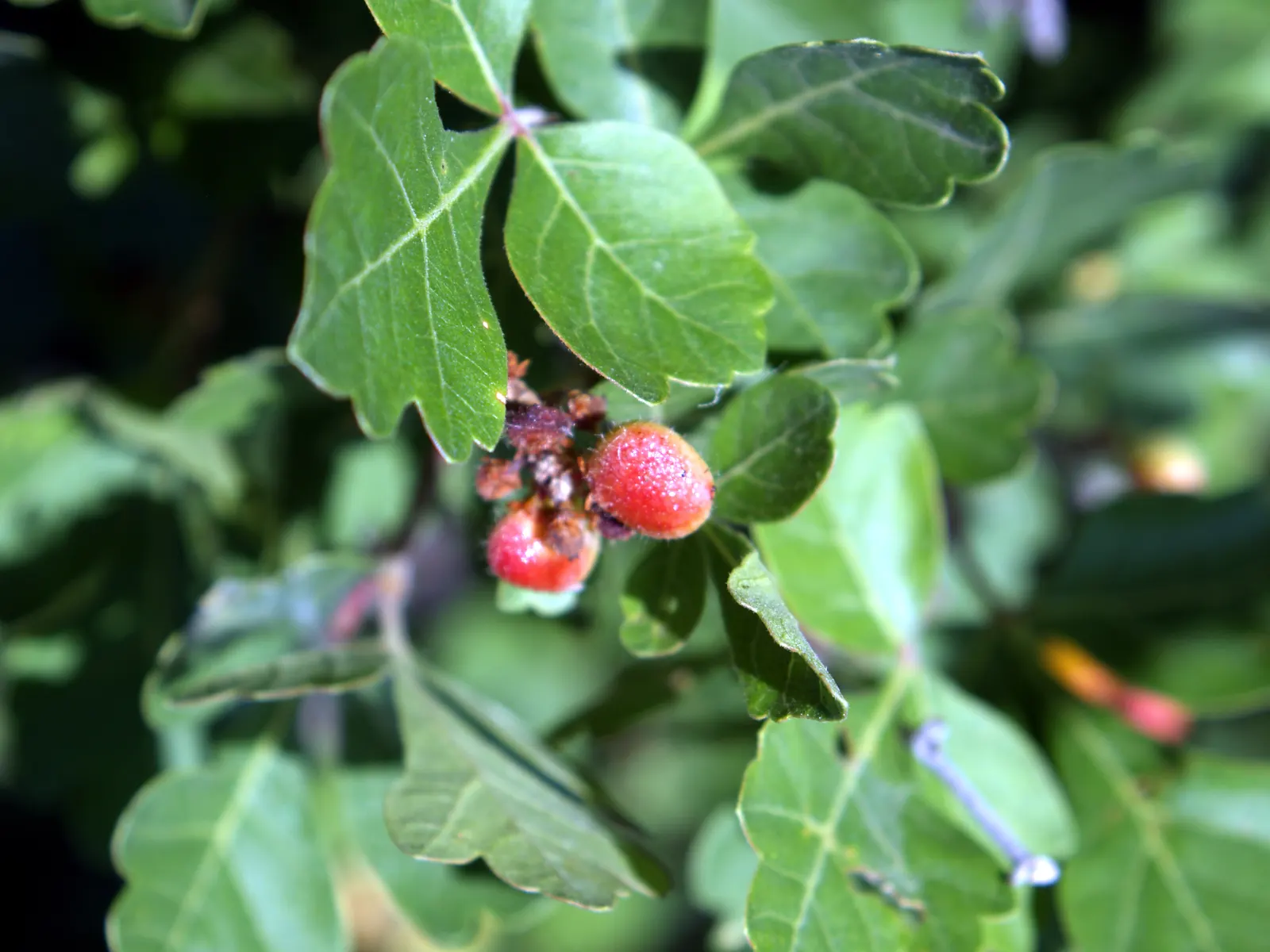 Fragrant Sumac (Rhus Aromatica) — deciduous shrub reaching 2-6 feet in height with a similar spread; it boasts clusters of small yellow flowers in early spring