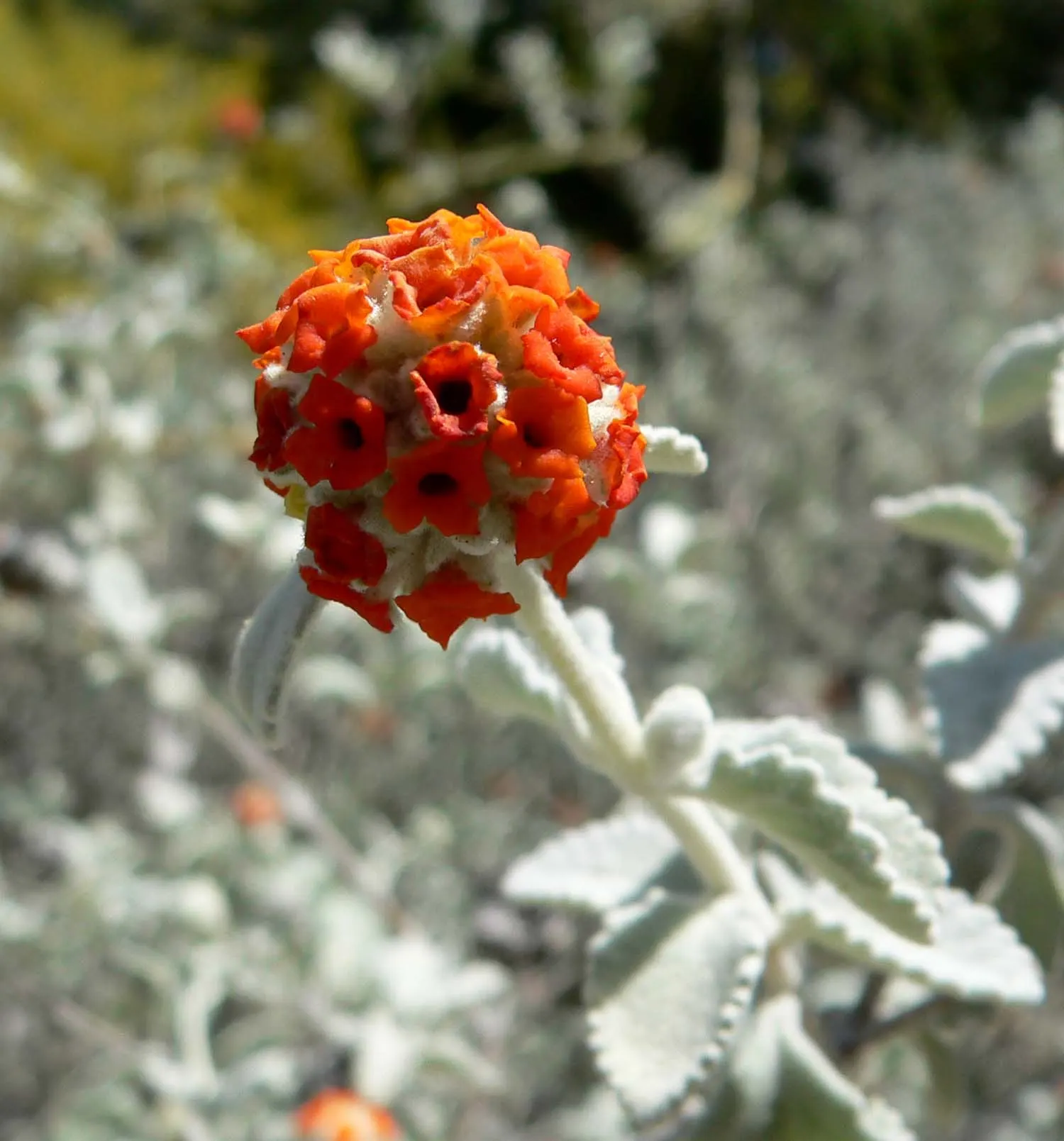Woolly Butterfly Bush (Buddleia Marrubiifolia) — Its woolly, gray-green foliage and vibrant orange blooms attract butterflies and hummingbirds