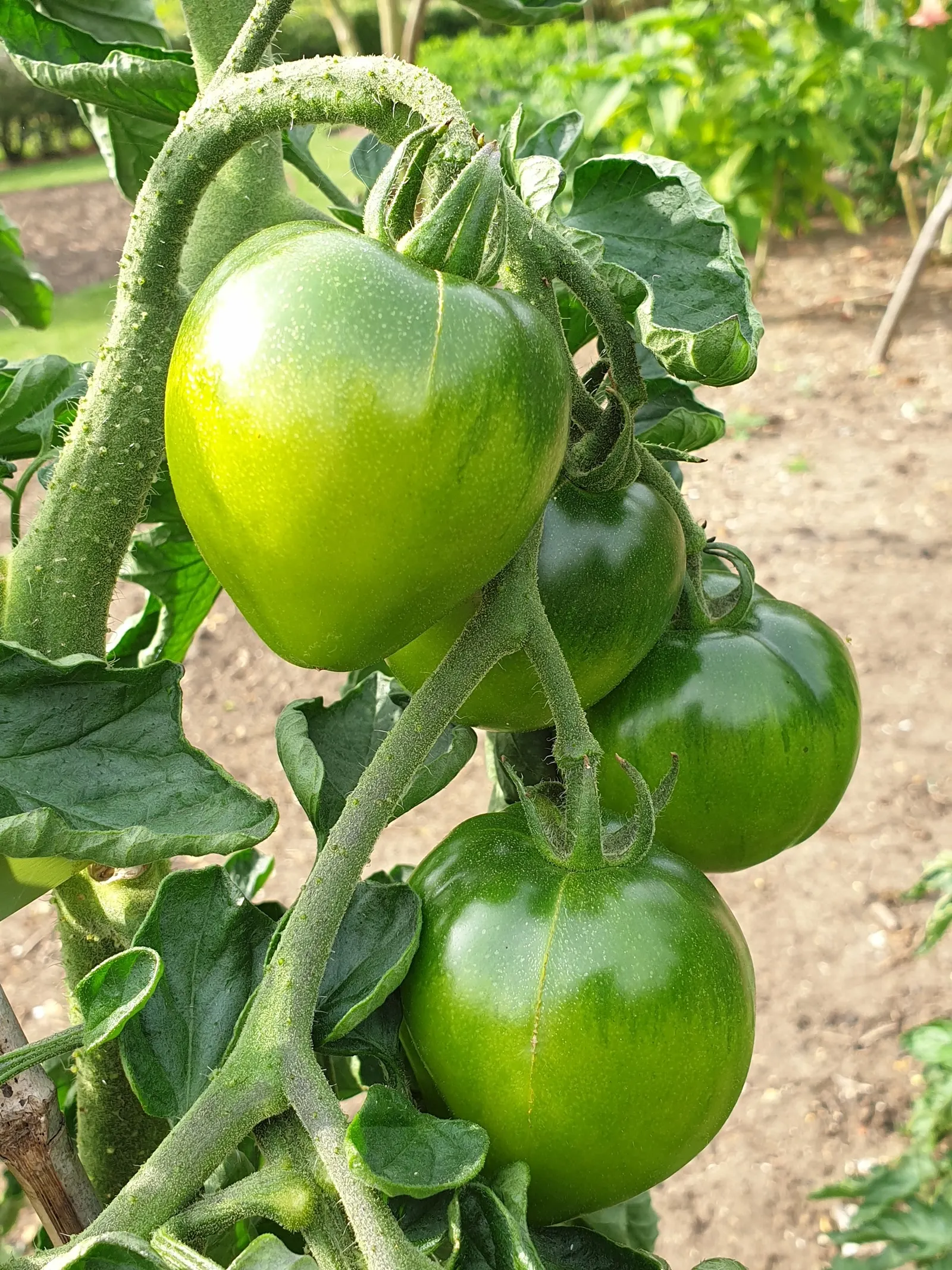 Slicing Tomato (Solanum Lycopersicum) — Solanum lycopersicum, commonly known as the Slicing Tomato, is a quintessential feature for edible gardens