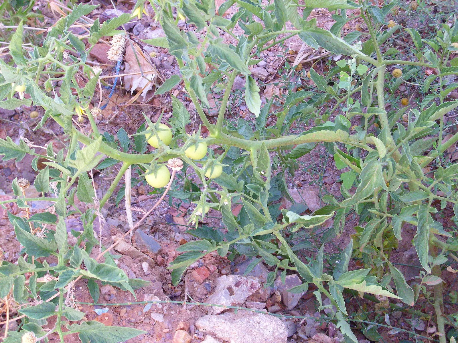 Slicing Tomato (Solanum Lycopersicum) — Full sun exposure is crucial; it thrives in full sun, bearing juicy fruits up to 4 inches in diameter
