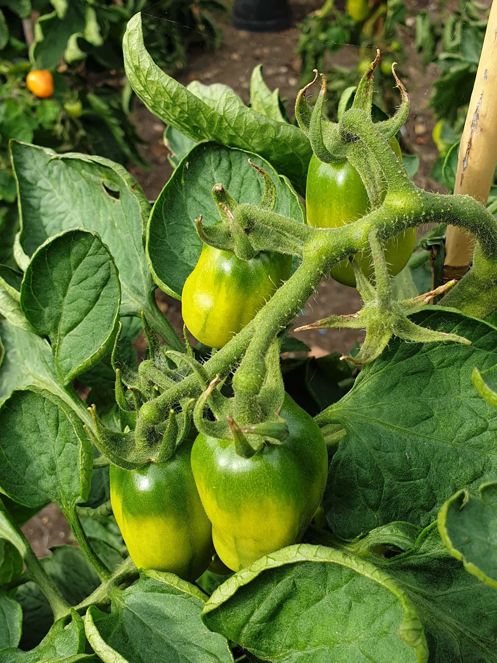 Slicing Tomato (Solanum Lycopersicum) — When integrating tomatoes into a landscape design; the 'Beefsteak' variety yields large, juicy fruits, ideal for