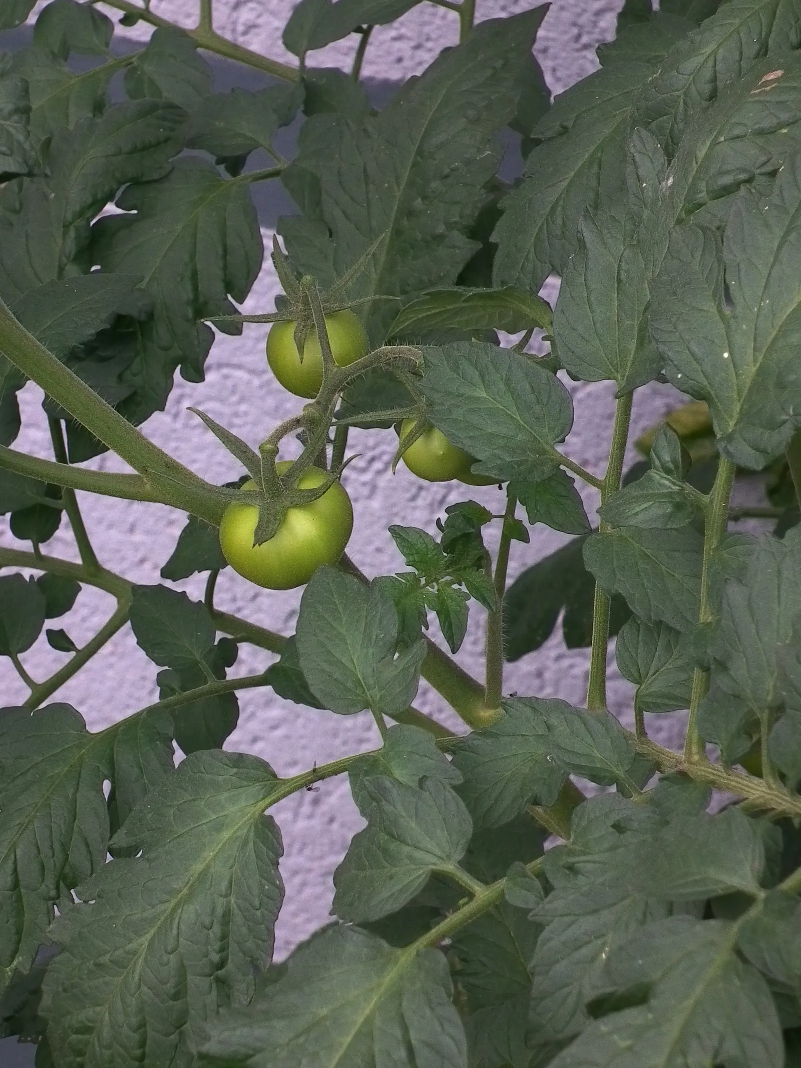 Slicing Tomato (Solanum Lycopersicum) — requiring sturdy support in the form of cages or stakes; consider companion planting with basil or marigolds, image 63