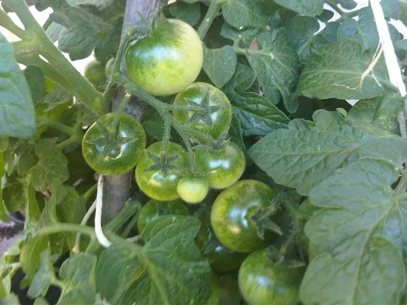 Slicing Tomato (Solanum Lycopersicum) — Regular watering and fertilization are essential; they come in an array of colors from the classic vibrant, image 58